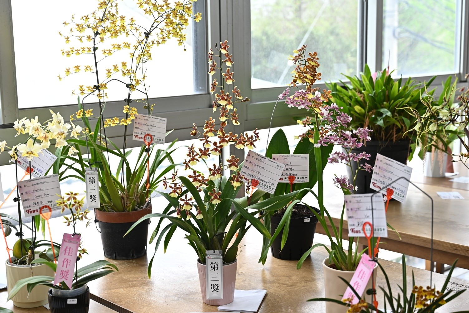 文心蘭新品系(Oncidium Unregistered ‘TFF-2603’)獲分組第三獎。此品系香味甜膩濃郁且具侵略性，以奶油香為基調，混有果香及木質調的複合香味。此品系花朵顏色基底有一抹淡淡的黃色，透過陽光即有種閃閃發光的錯覺。