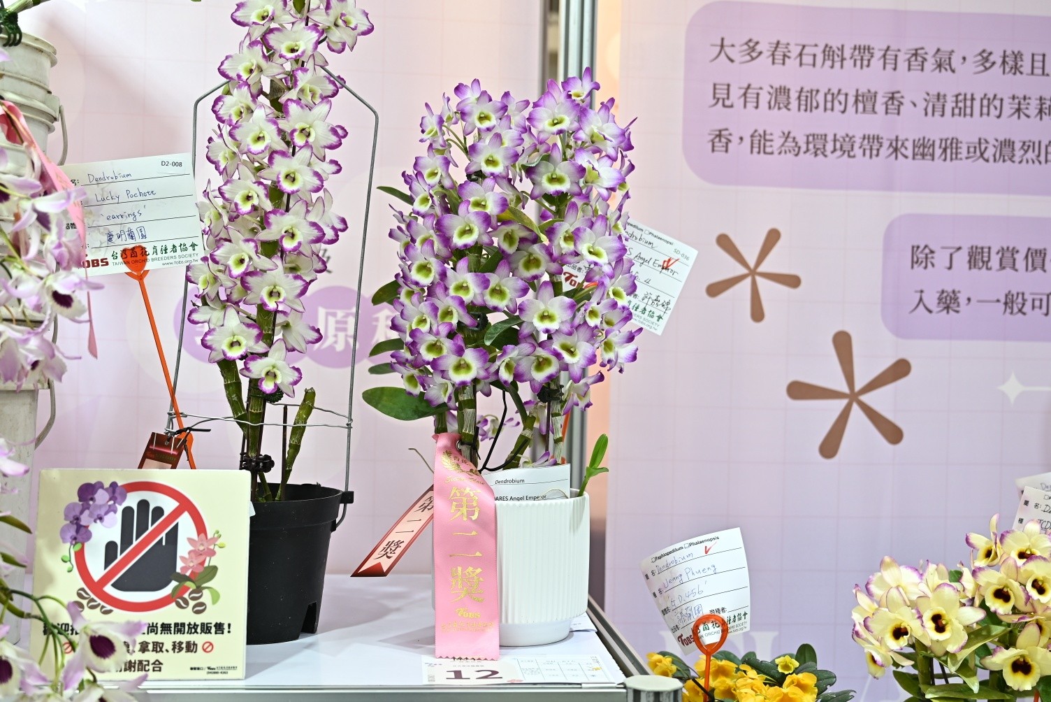 04月04日 本場文心蘭與春石斛蘭品系於台灣蘭花育種者協會主辦的【蘭香探索任務】獲蘭花香氣競賽7獎項