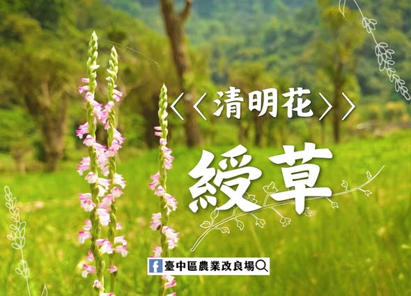 04月05日 臺灣原生迷你蘭花草【綬草】