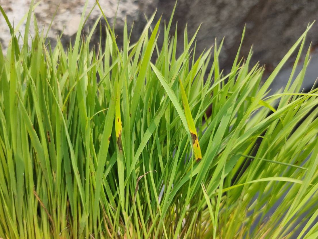 秧砧葉片出現葉稻熱病病斑