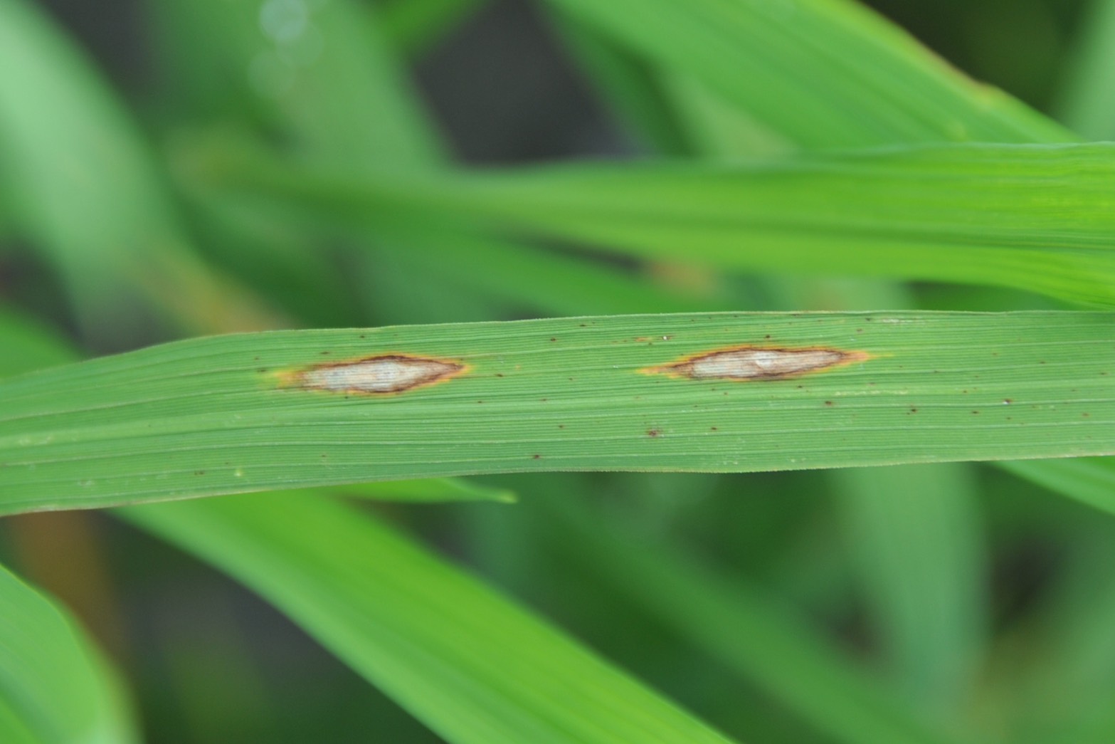 水稻葉稻熱病帶黃暈之紡錘形進展型病斑