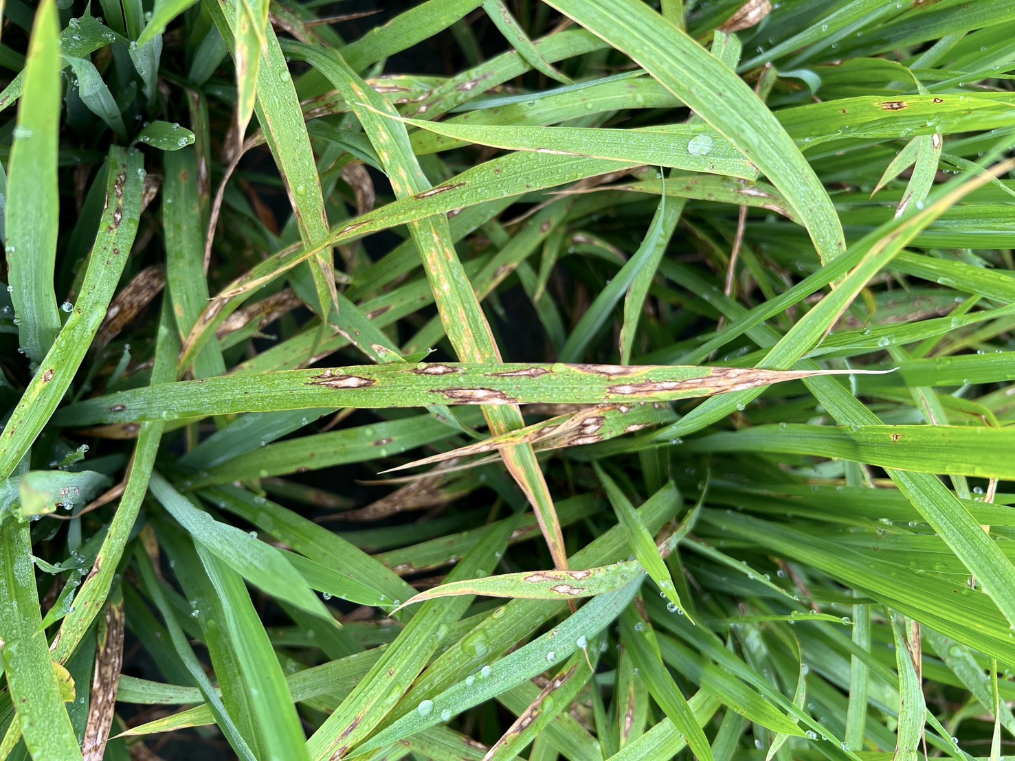 水稻下位葉密布葉稻熱病後期病斑