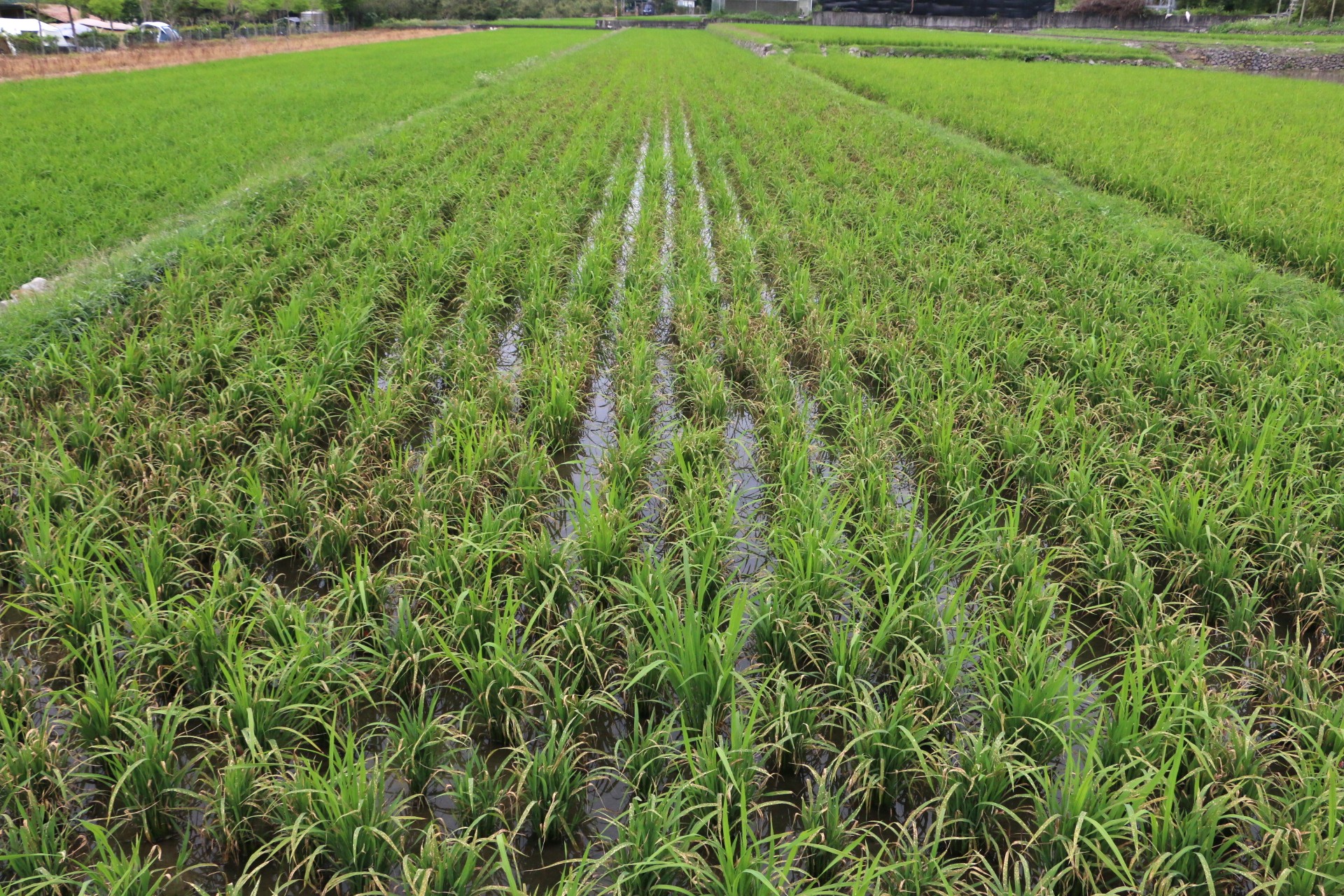 田間水稻下位葉片罹患稻熱病而乾枯