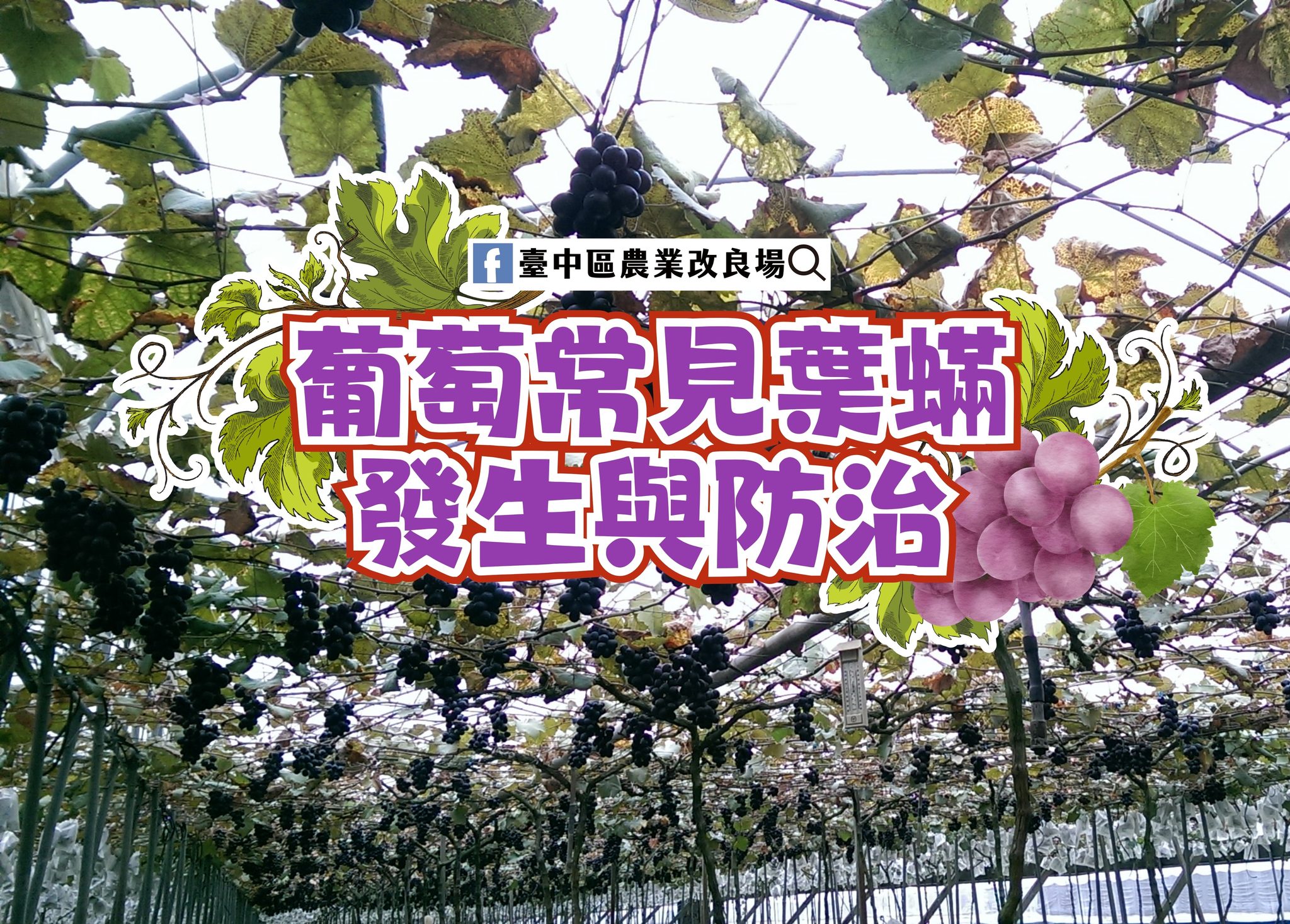 05月04日 葡萄常見葉蟎發生與防治