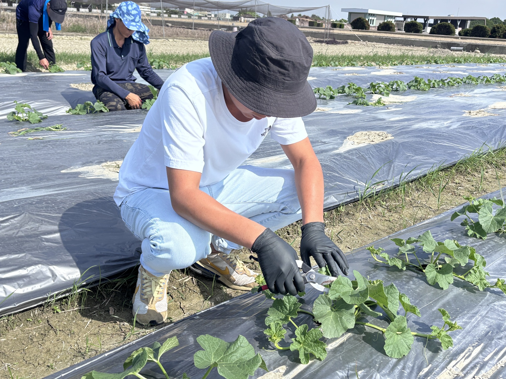 青年農民蔬菜栽培管理實務班－瓜類班－第5周-6