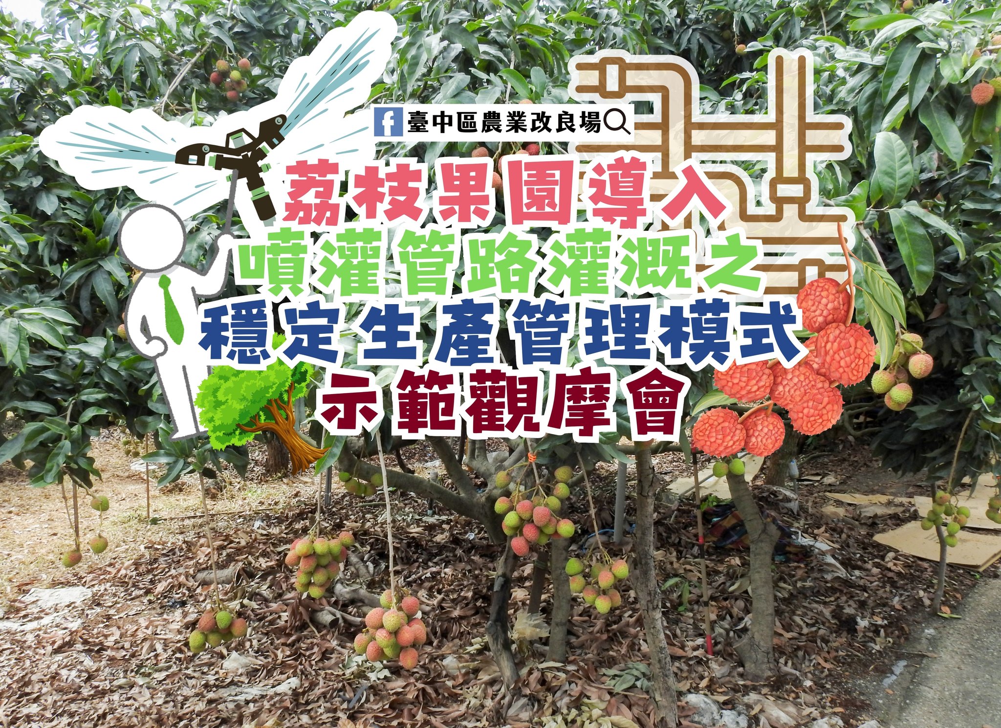 荔枝果園導入噴灌管路灌溉之穩定生產管理模式田間觀摩會