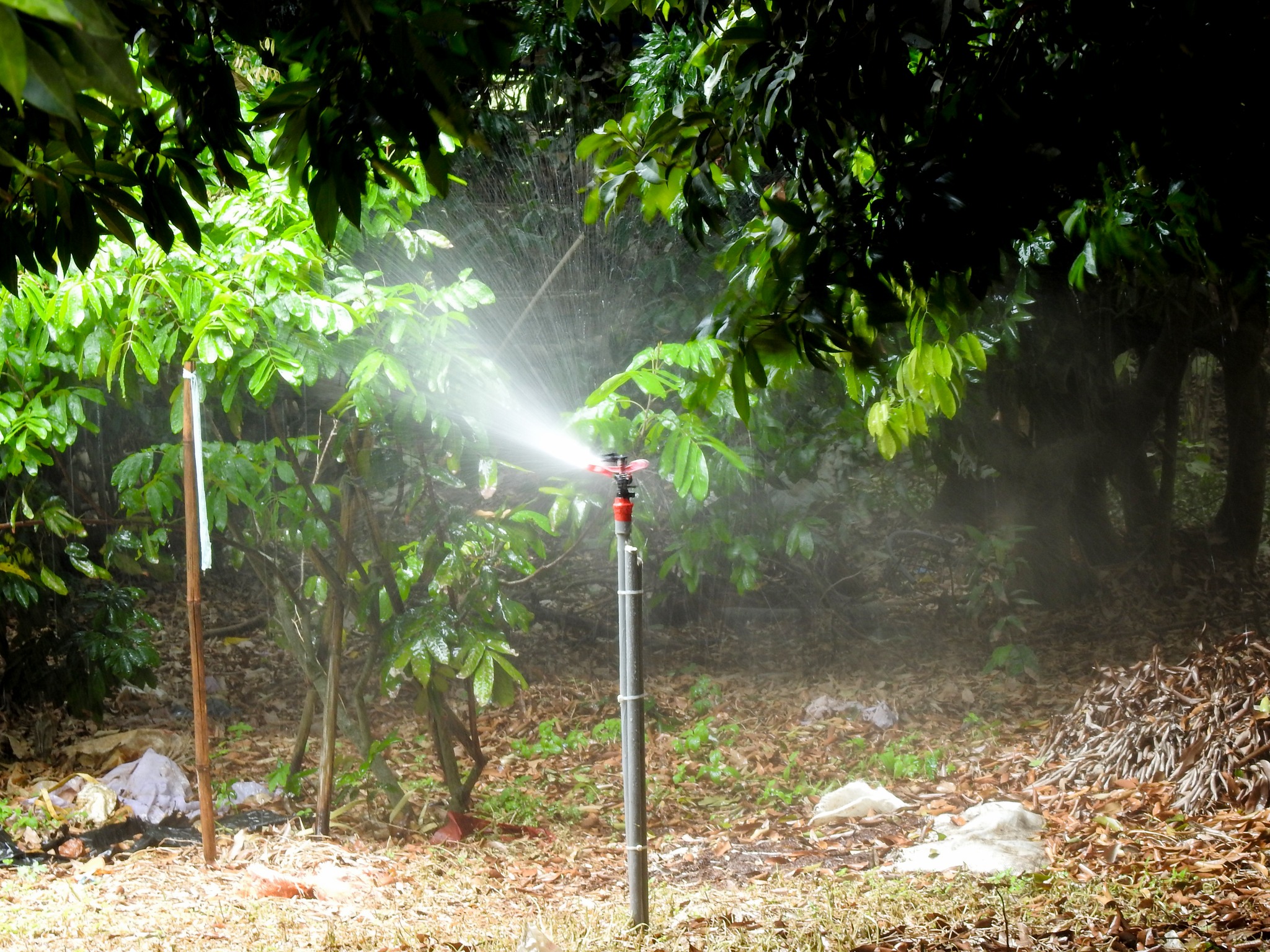 荔枝果園導入噴灌管路灌溉。