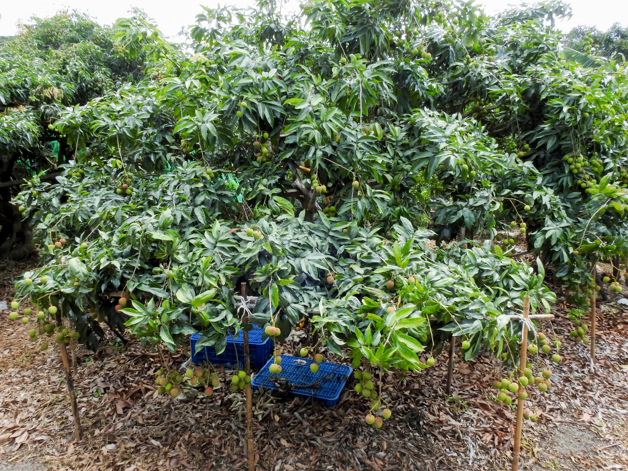 荔枝果園導入噴灌管路灌溉,穩定結果助農民好收成。