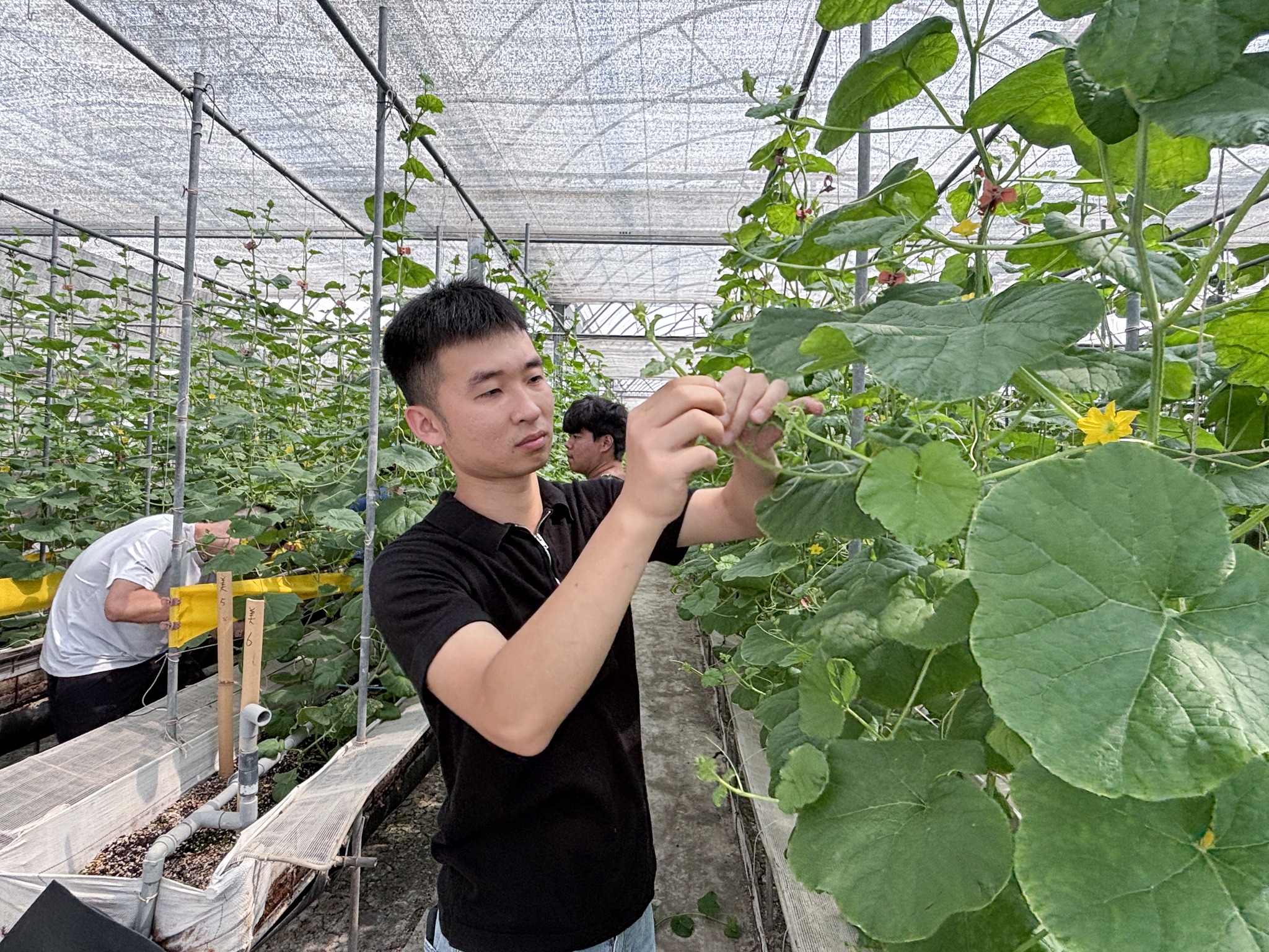 青年農民蔬菜栽培管理實務班-瓜類班-第7周-6