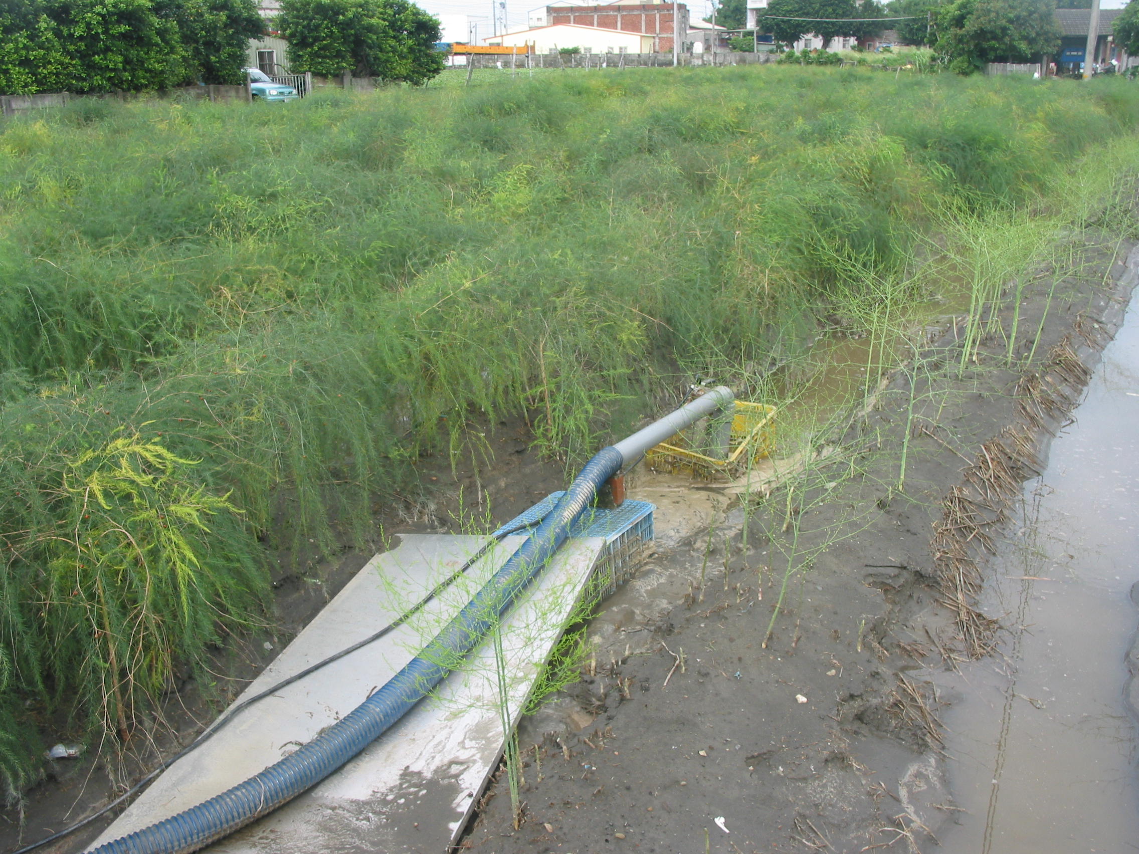 田間如有積水應利用抽水機儘速排除積水，避免根系長時間浸水而受害