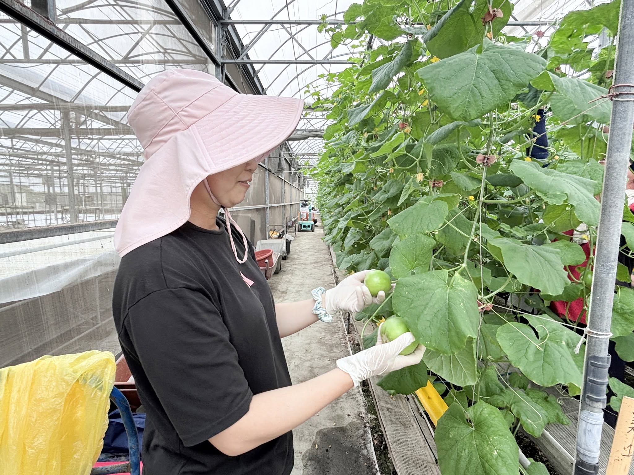 青年農民蔬菜栽培管理實務班-瓜類班-第8周-3