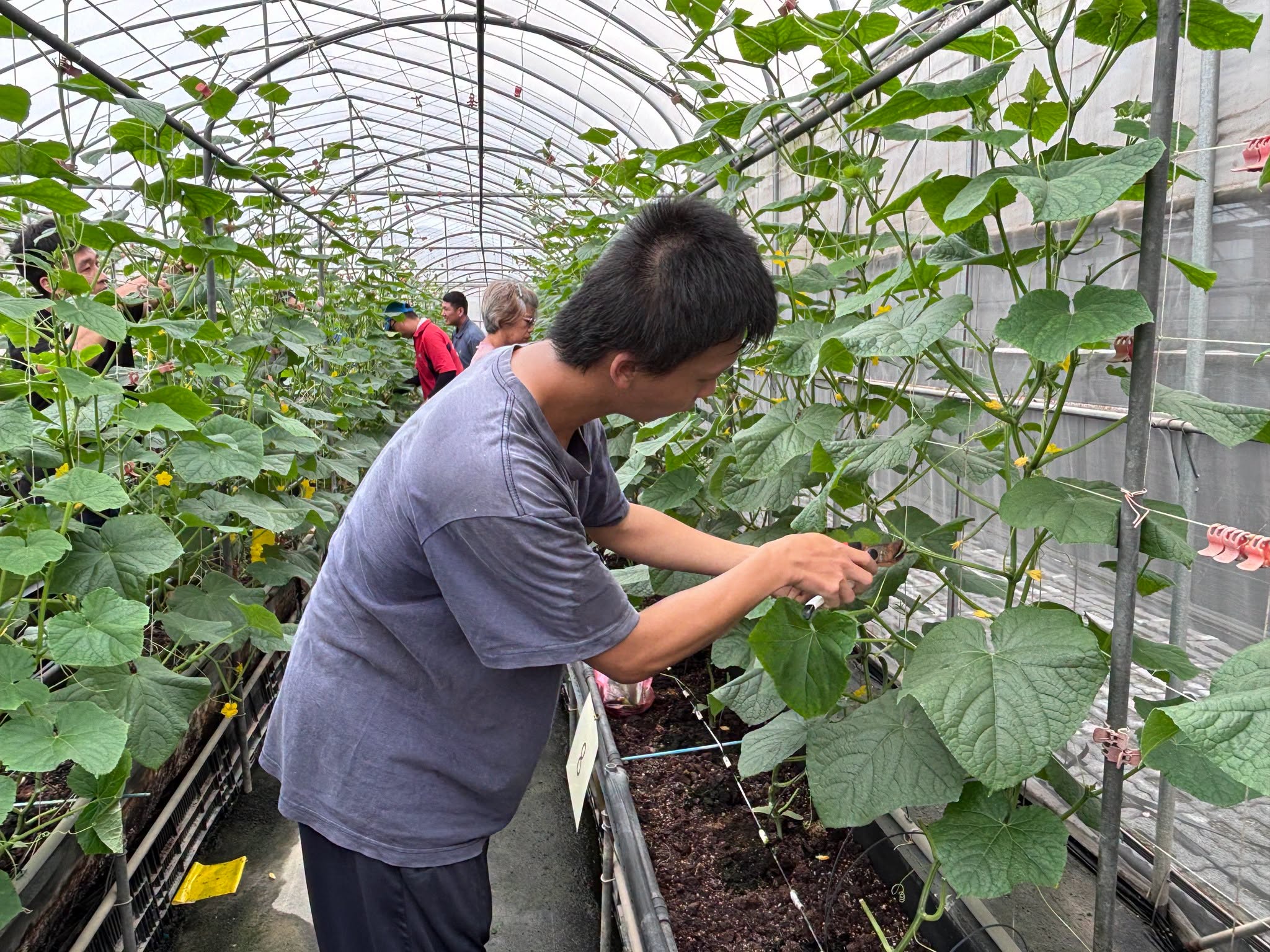 青年農民蔬菜栽培管理實務班－瓜類班－第9周-4