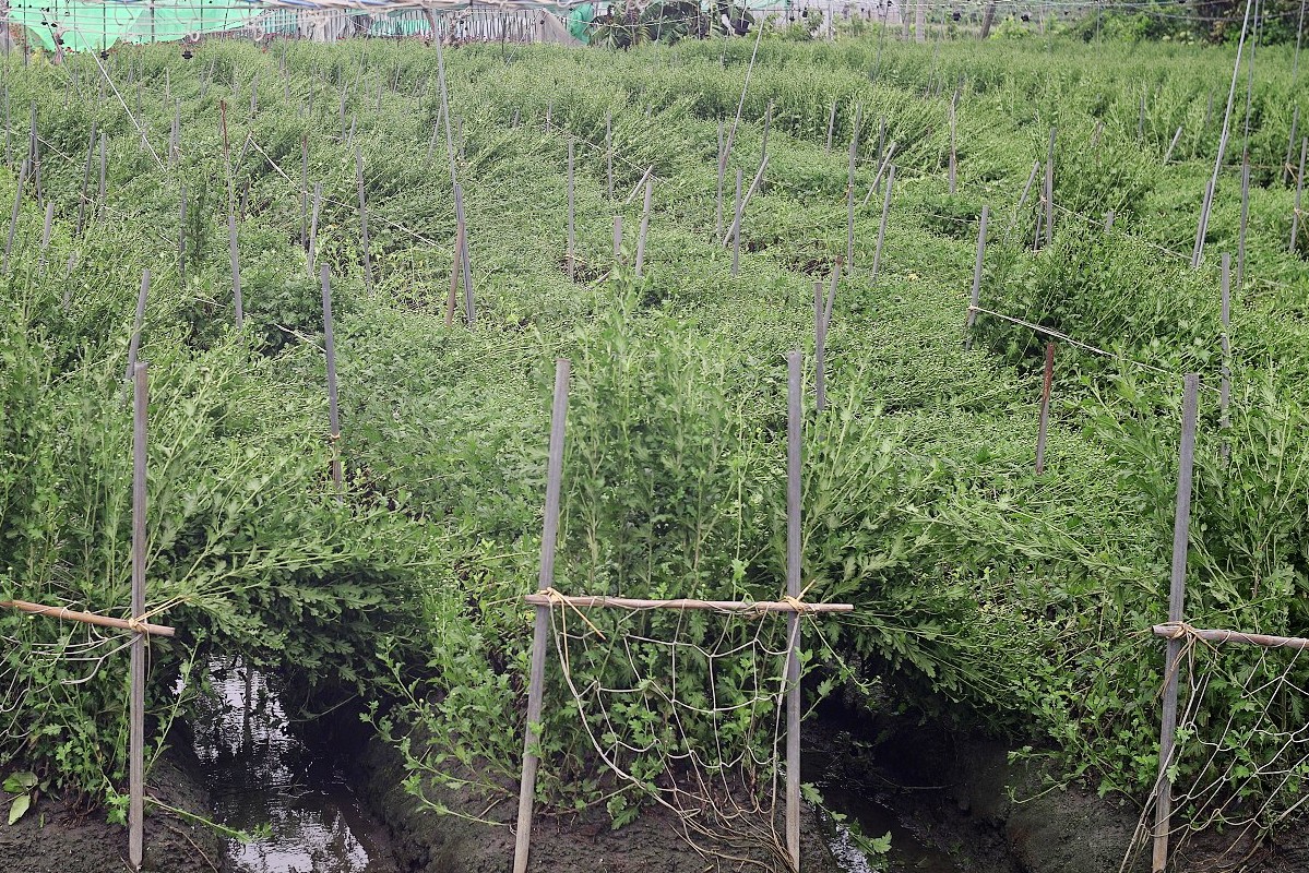 植株若嚴重倒伏，可使用「農產業天然災害現地照相APP」進行災情回報與影像留存，作為災損勘查與補助申請依據