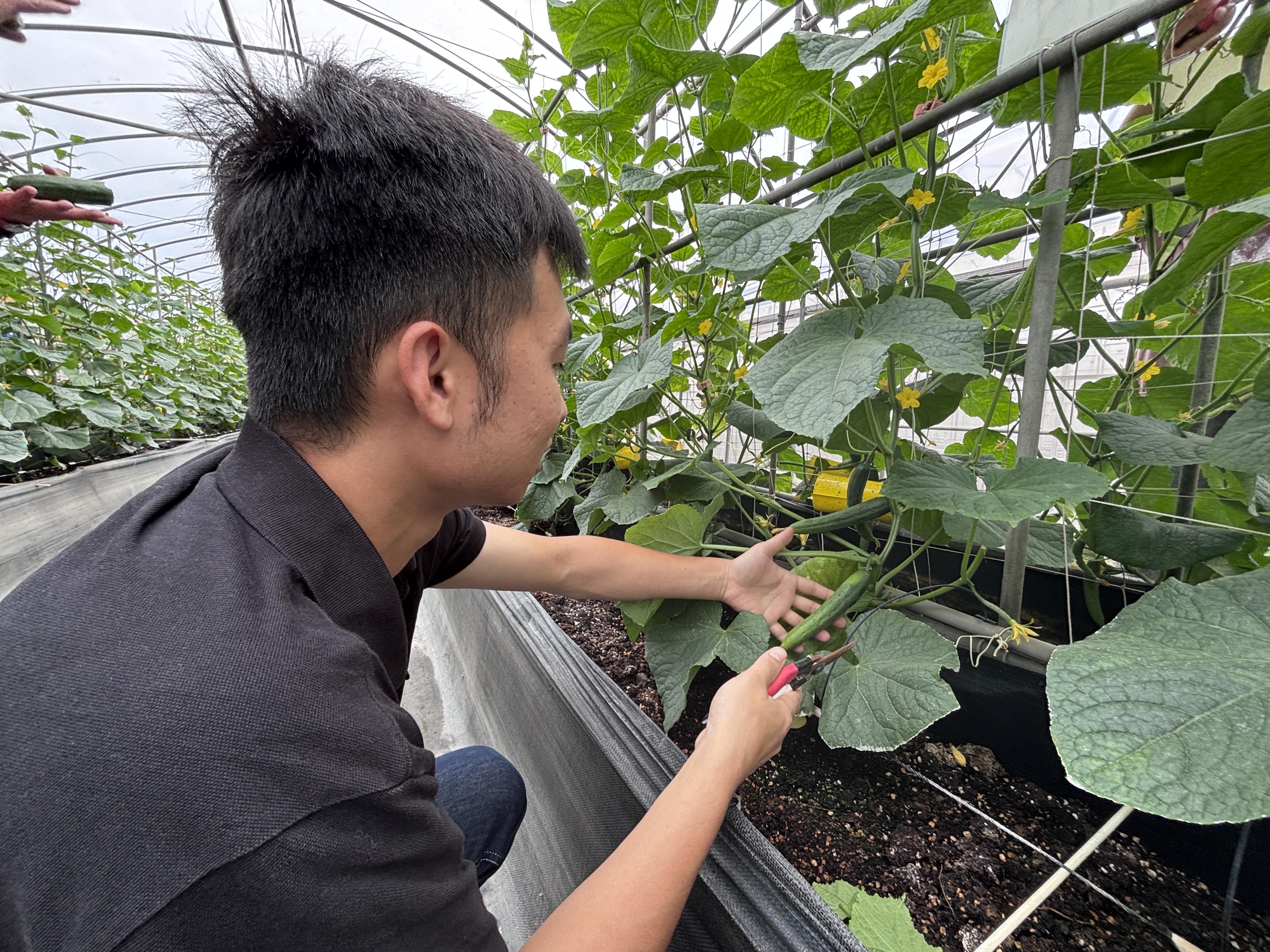 學員實作課程之採收花胡瓜。