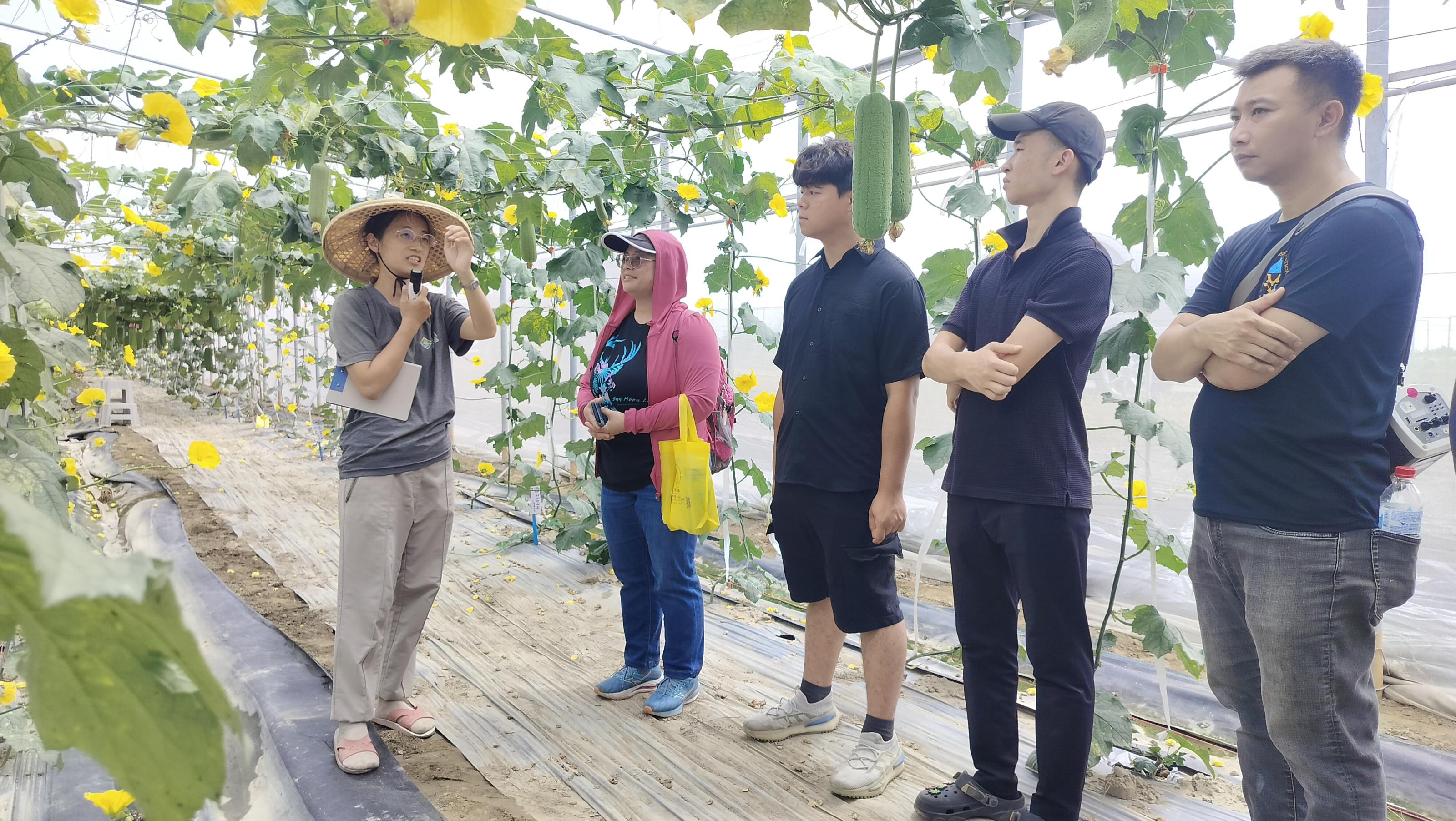 學員至種子公司參觀，育種者說明國內消費者對絲瓜果品的要求。