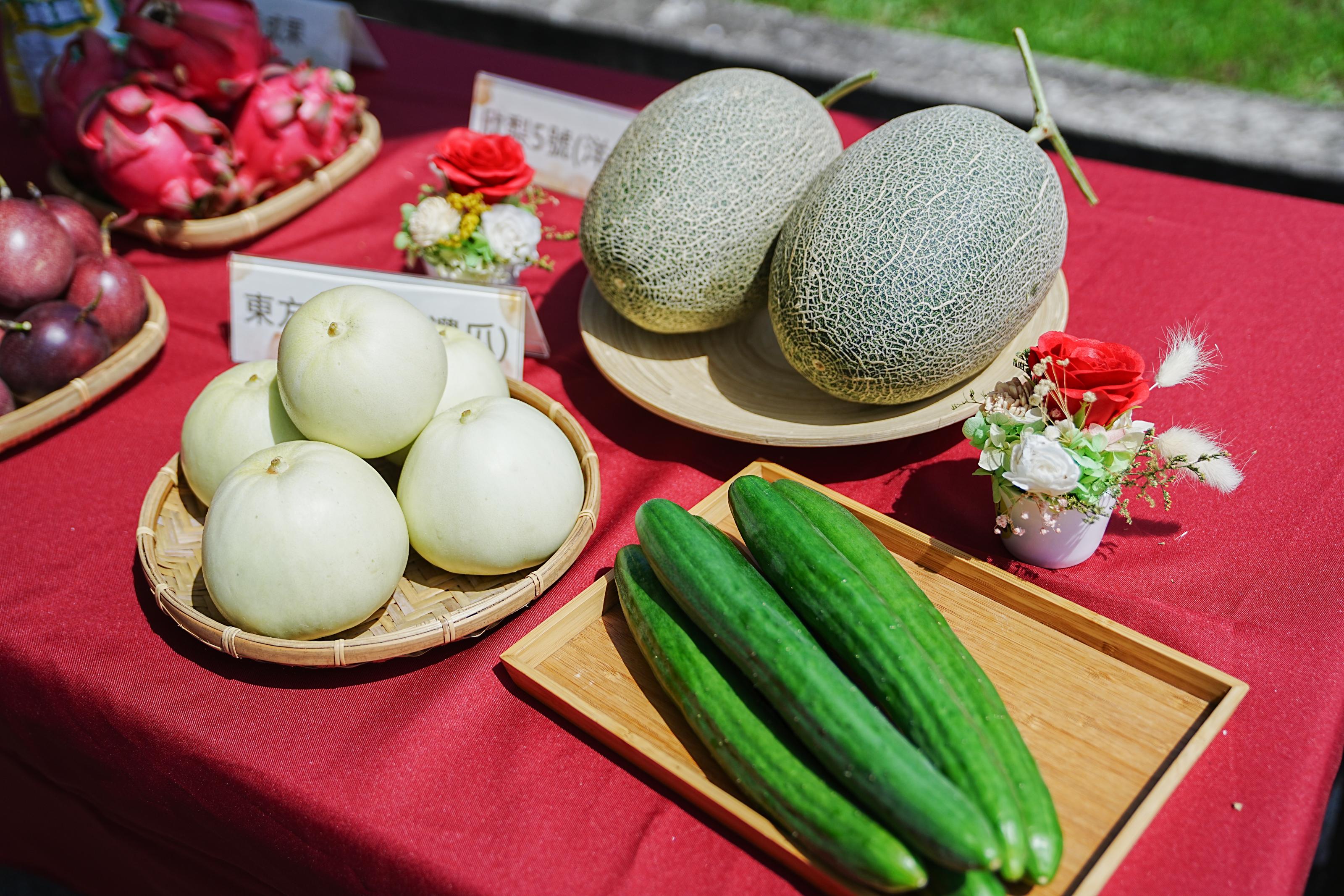 本屆學員栽培的設施瓜果作物。(由左至右為東方甜瓜、洋香瓜、花胡瓜)