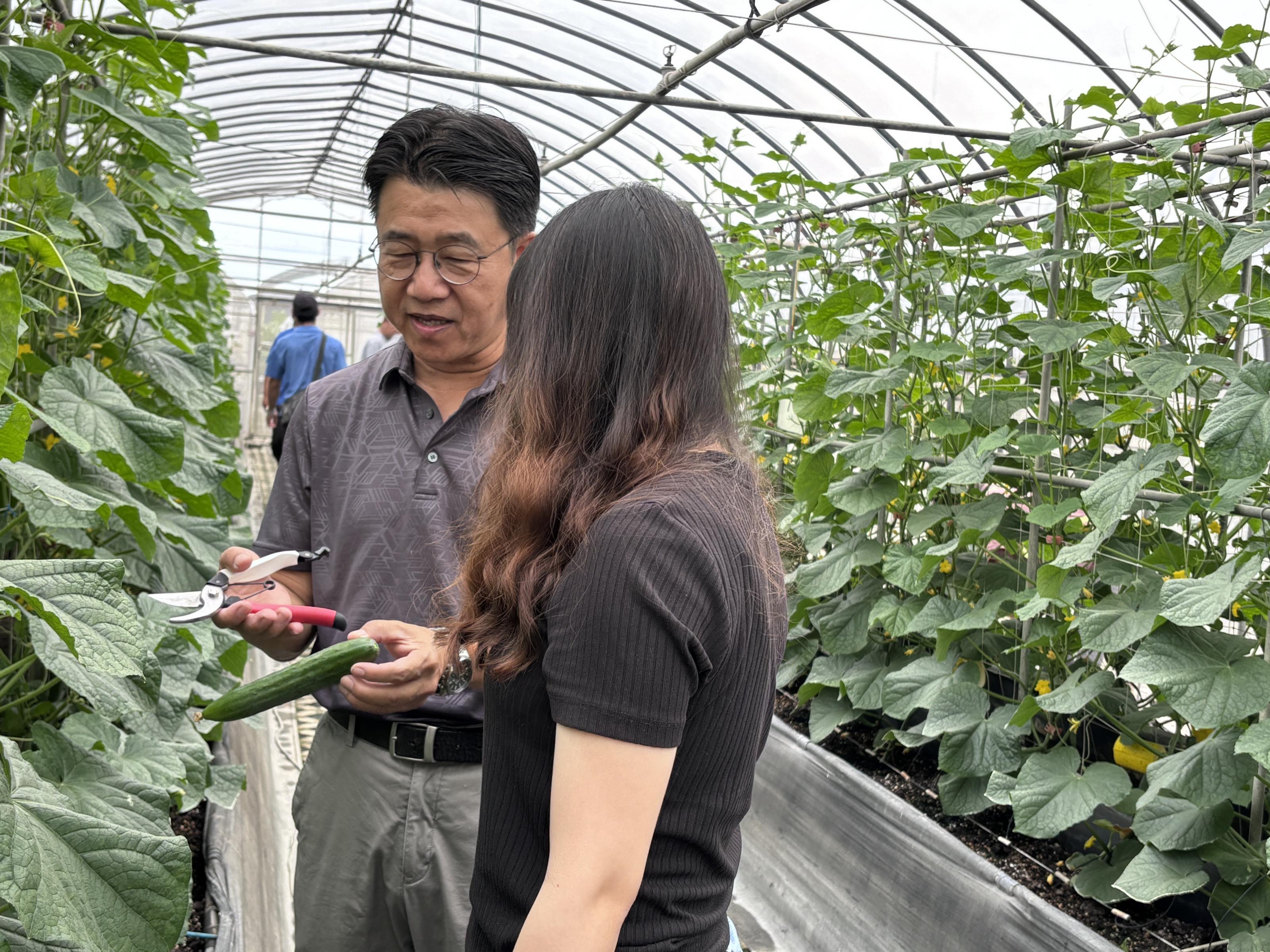 佳和農場陳國鎮農場主講解花胡瓜果實適收判斷，學員進行實作。