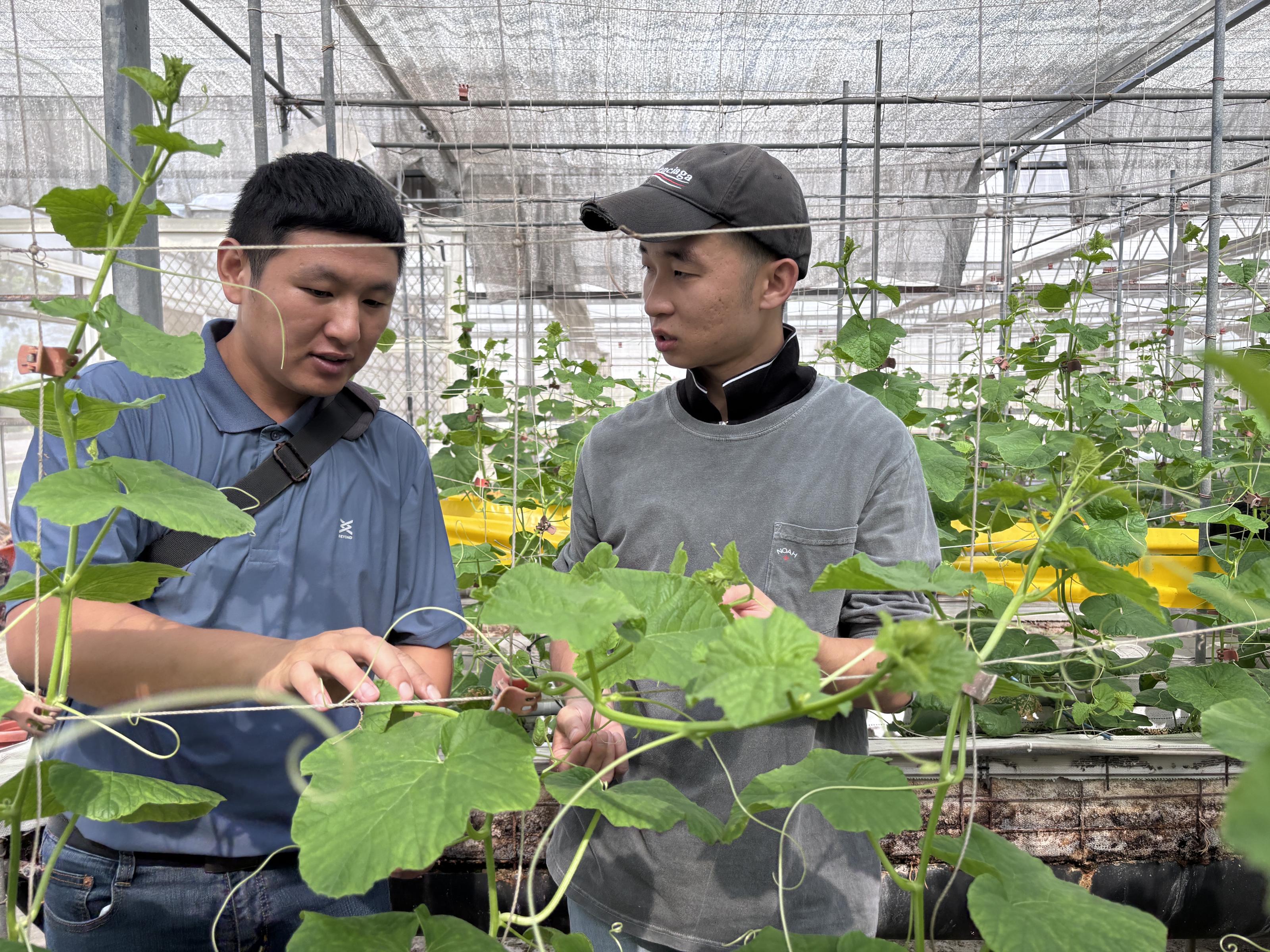 東昀農場陳昆懷農場主講解溫室東方甜瓜理蔓的方法。