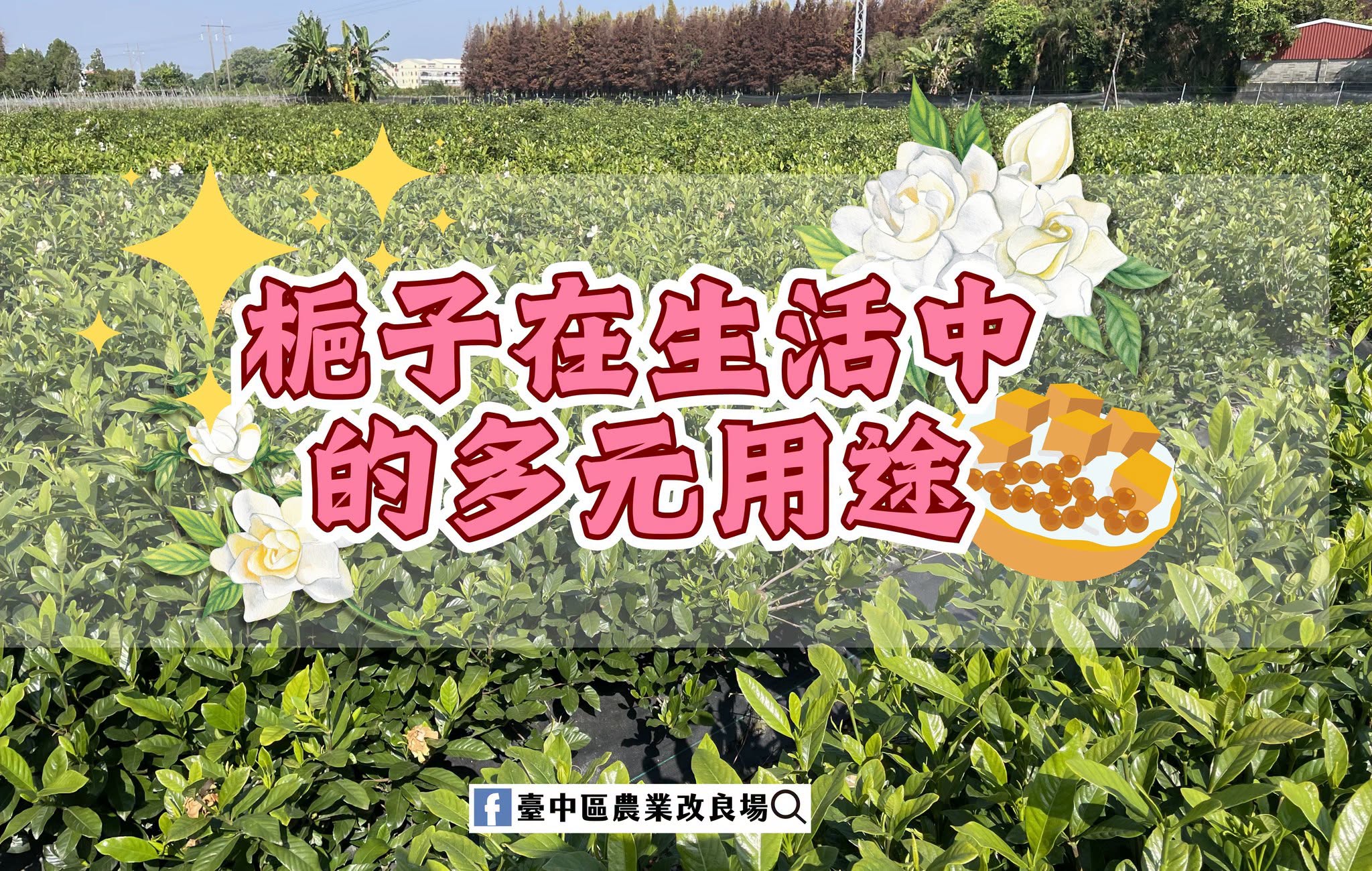 07月03日 梔子在生活中的多元用途