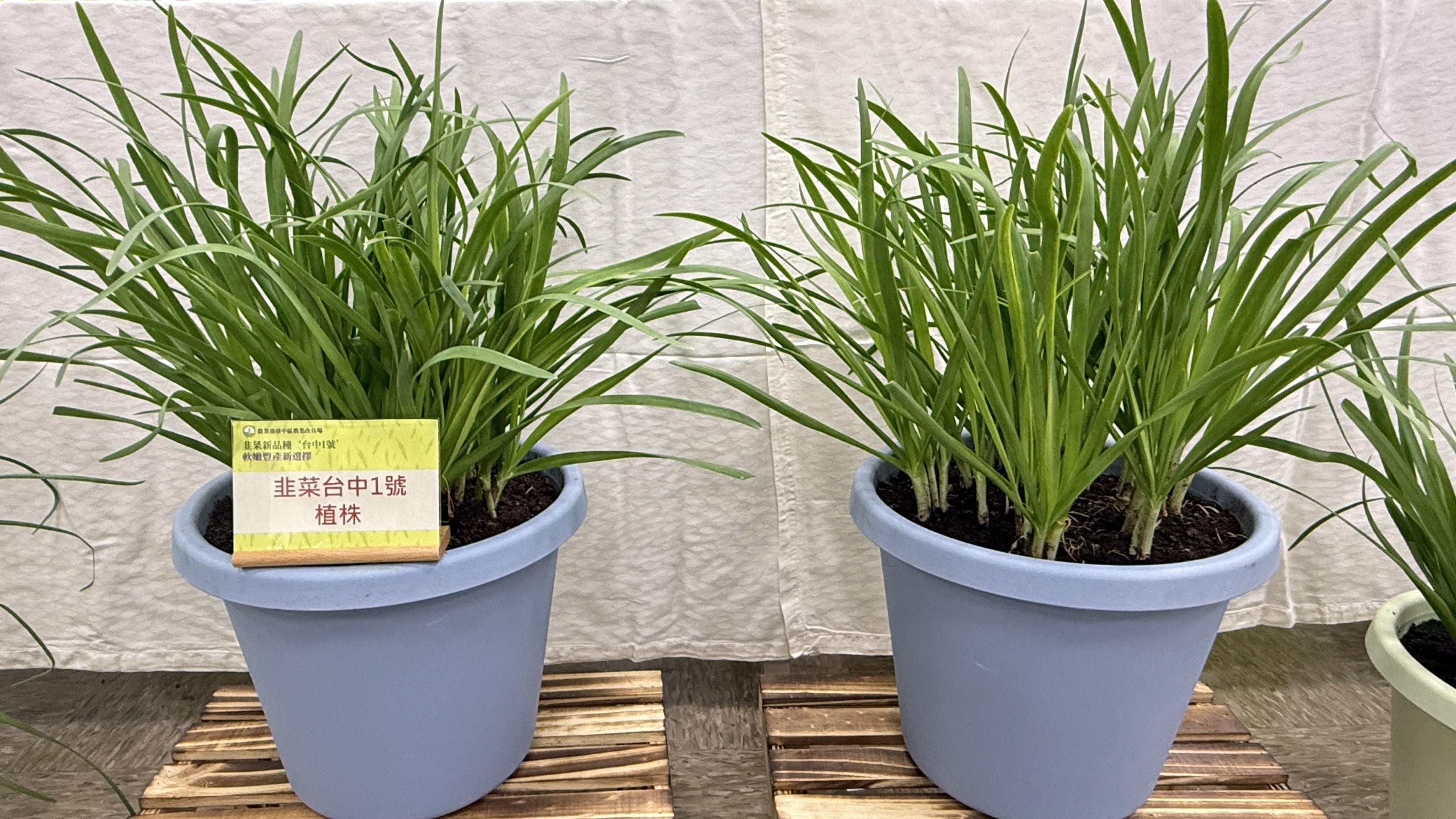 記者會現場展示韭菜‘台中1號’植株。