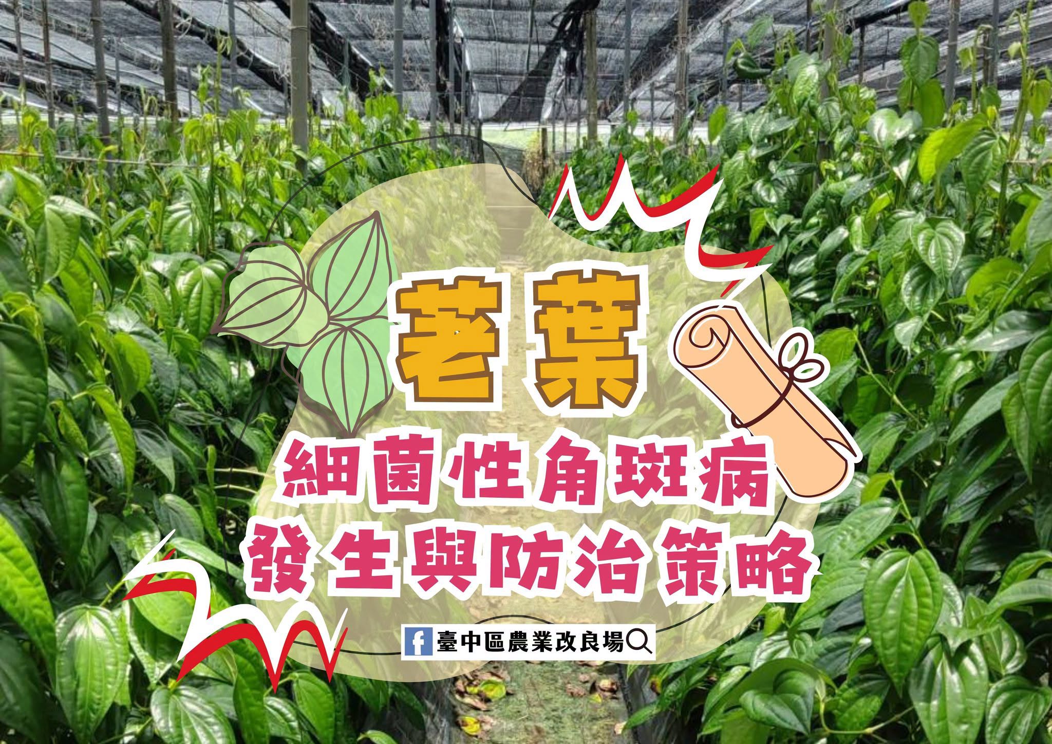 07月21日 荖葉細菌性角斑病之發生與防治策略
