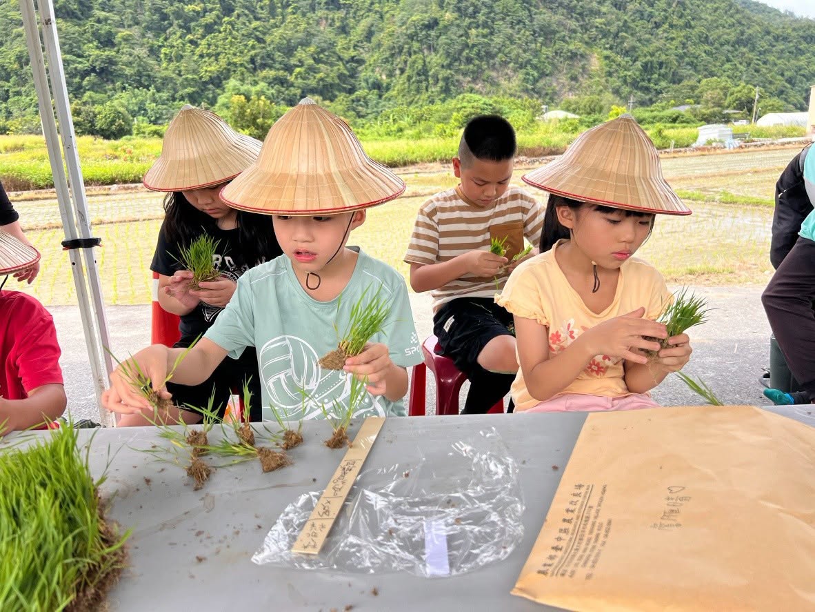 清流部落川中米友善栽培與水田生態保育專案－川中米自己種學童插秧體驗活動-5