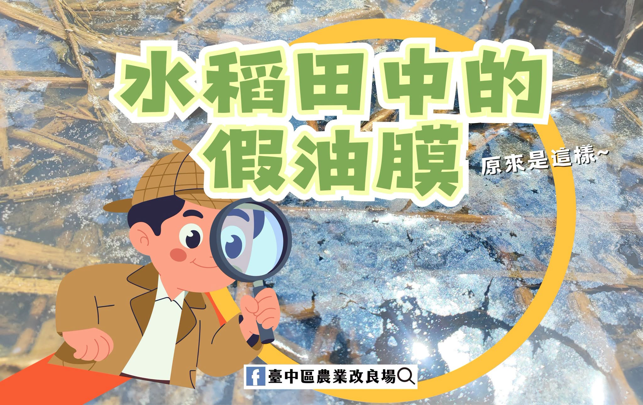 07月27日 水稻田中的假油膜