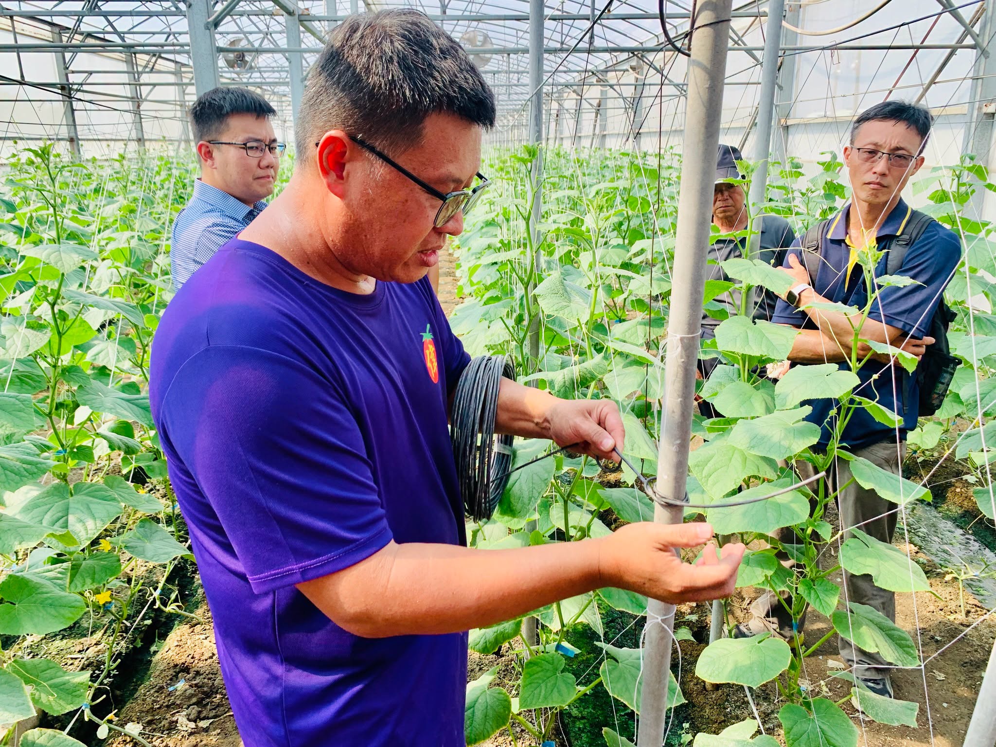 農場主李震偉示範蕃茄整枝方法與技巧。