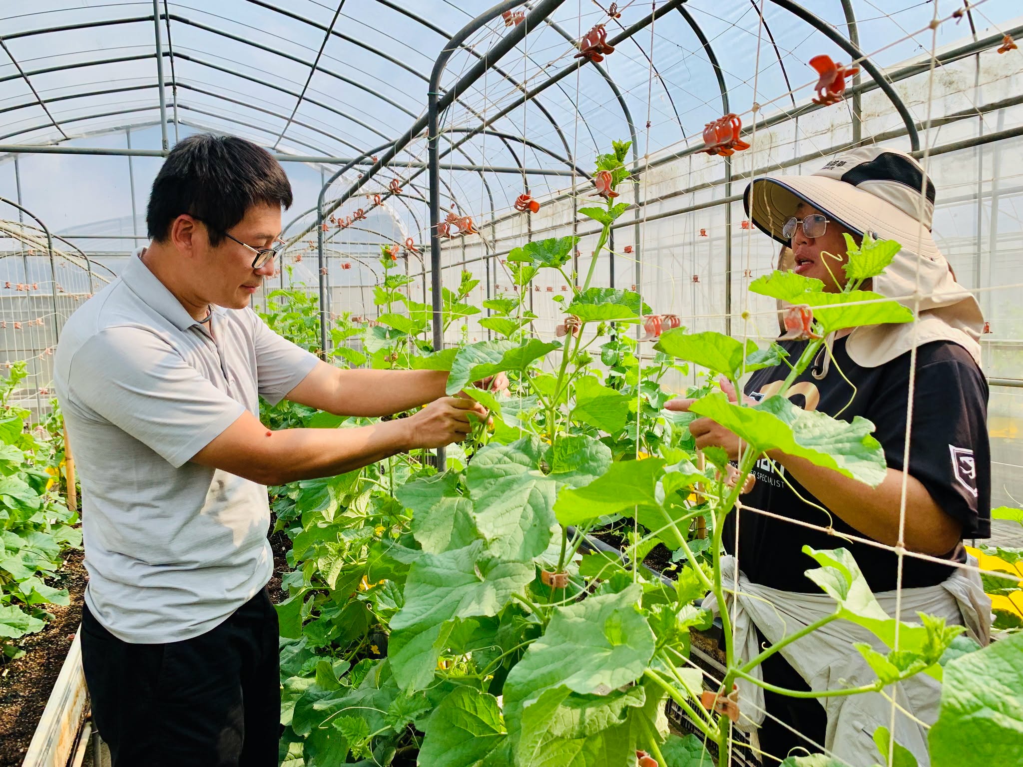 錢昌聖副研究員示範整枝、理蔓、留果等栽培管理技術。
