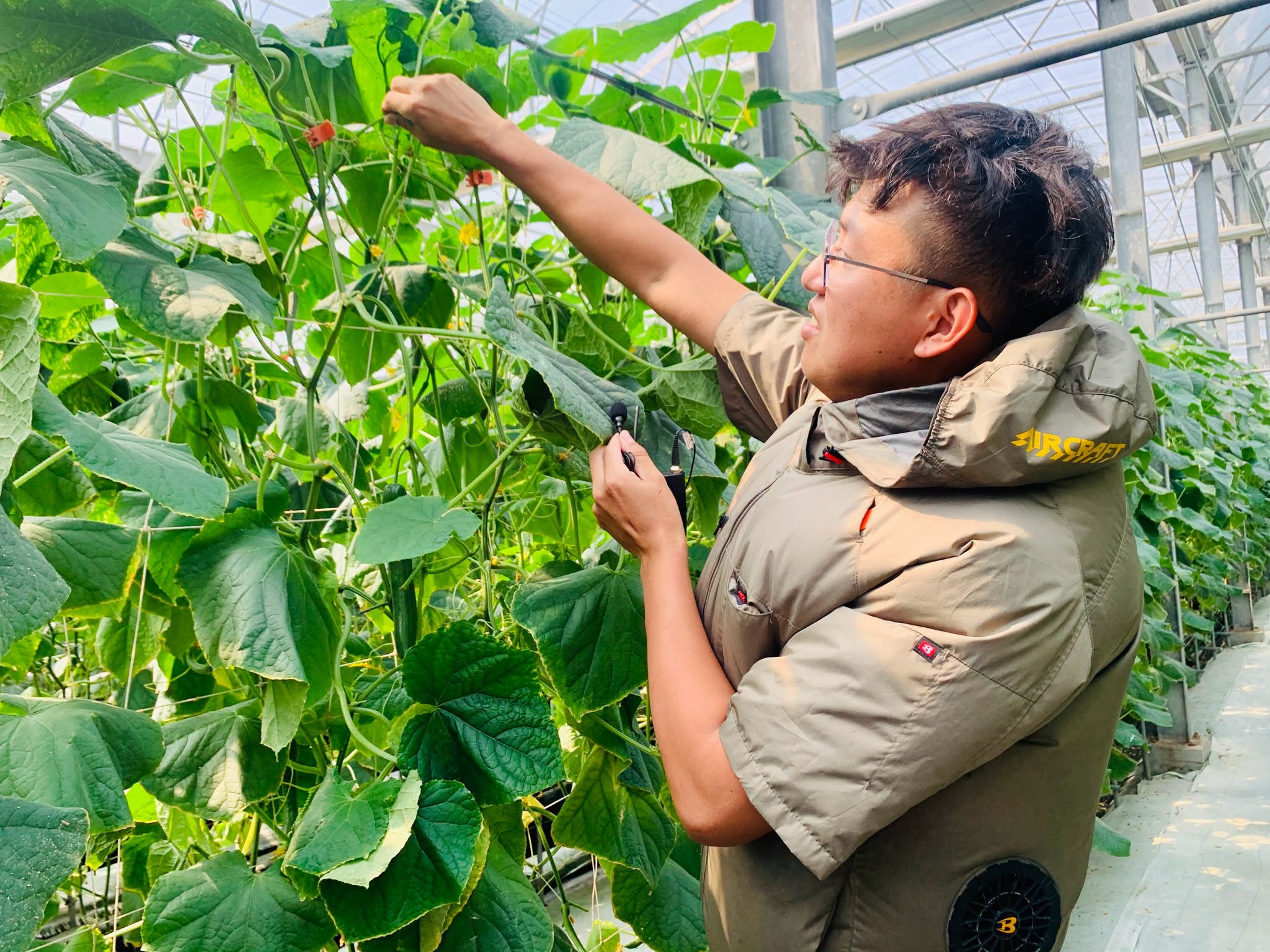 農場主連弘期示範花胡瓜理蔓技巧。
