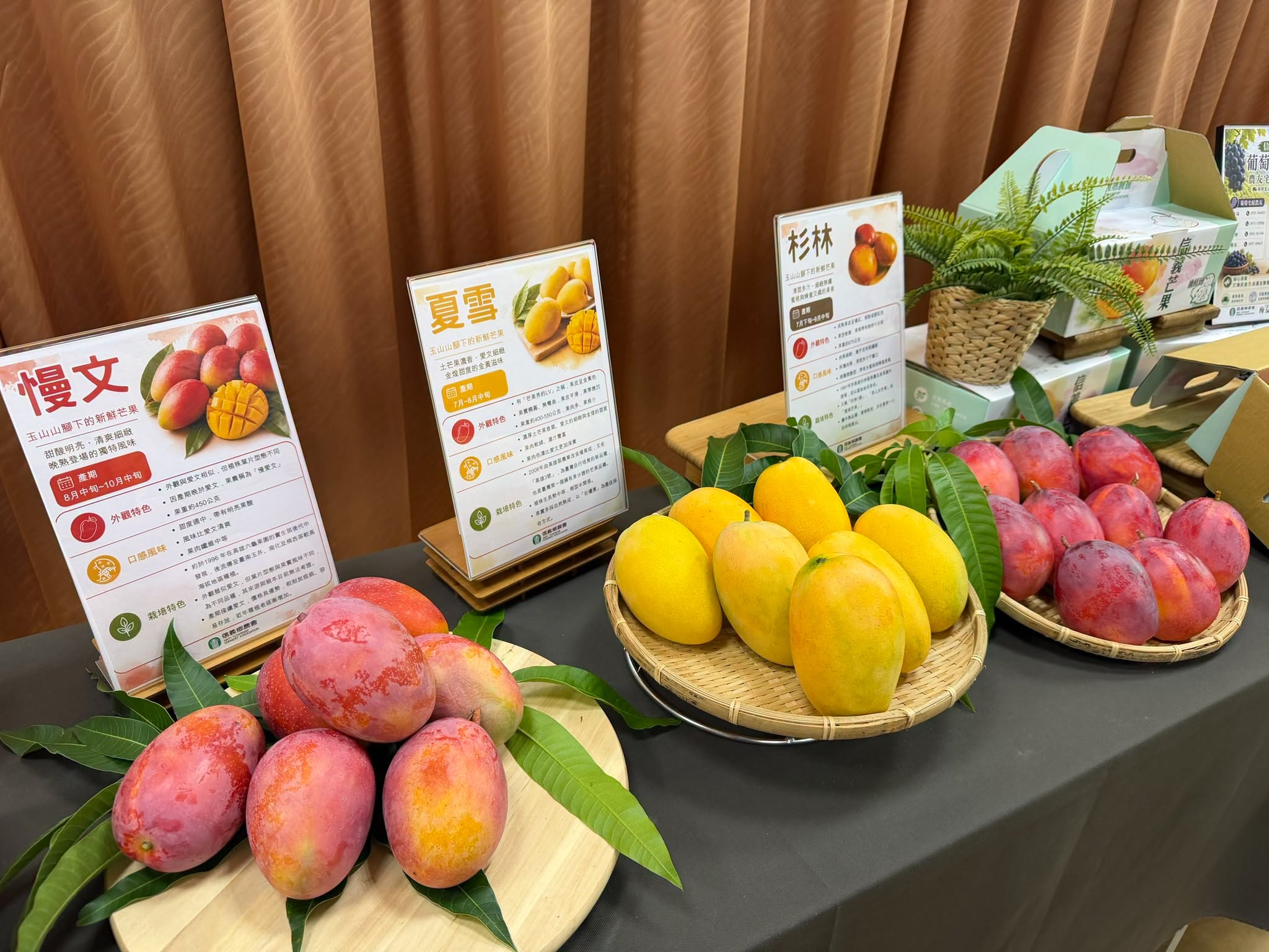 2026信義在欉紅芒果食農教育推廣活動-2