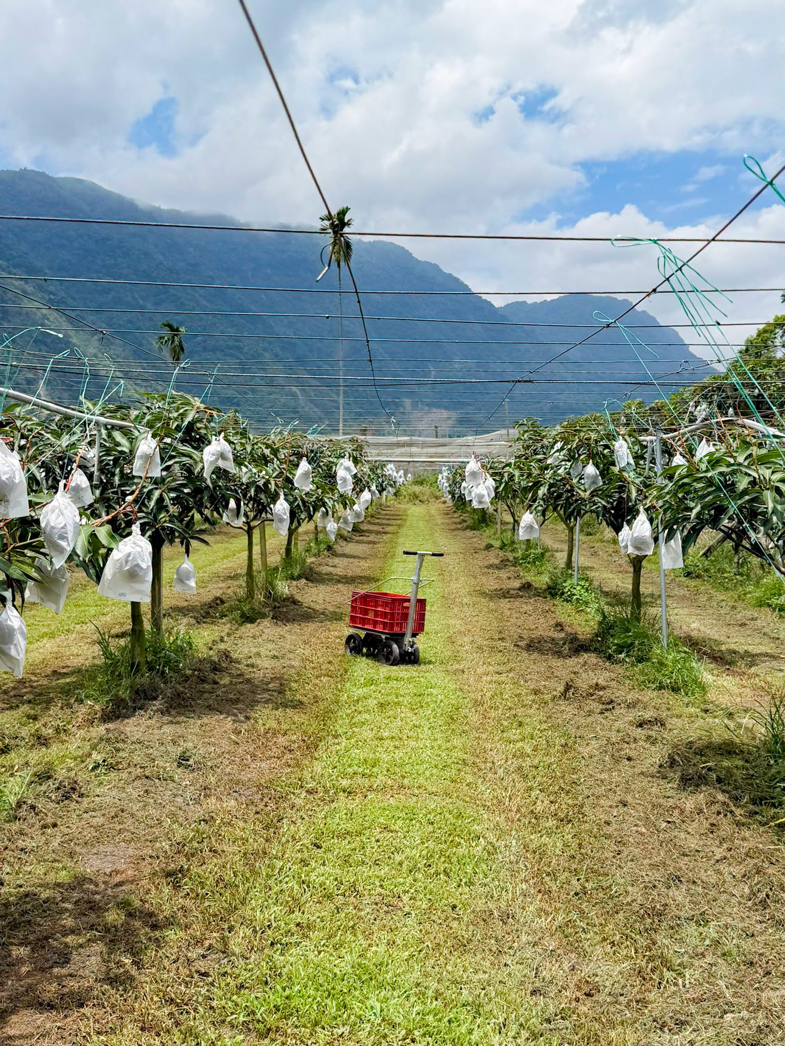 2026信義在欉紅芒果食農教育推廣活動-19