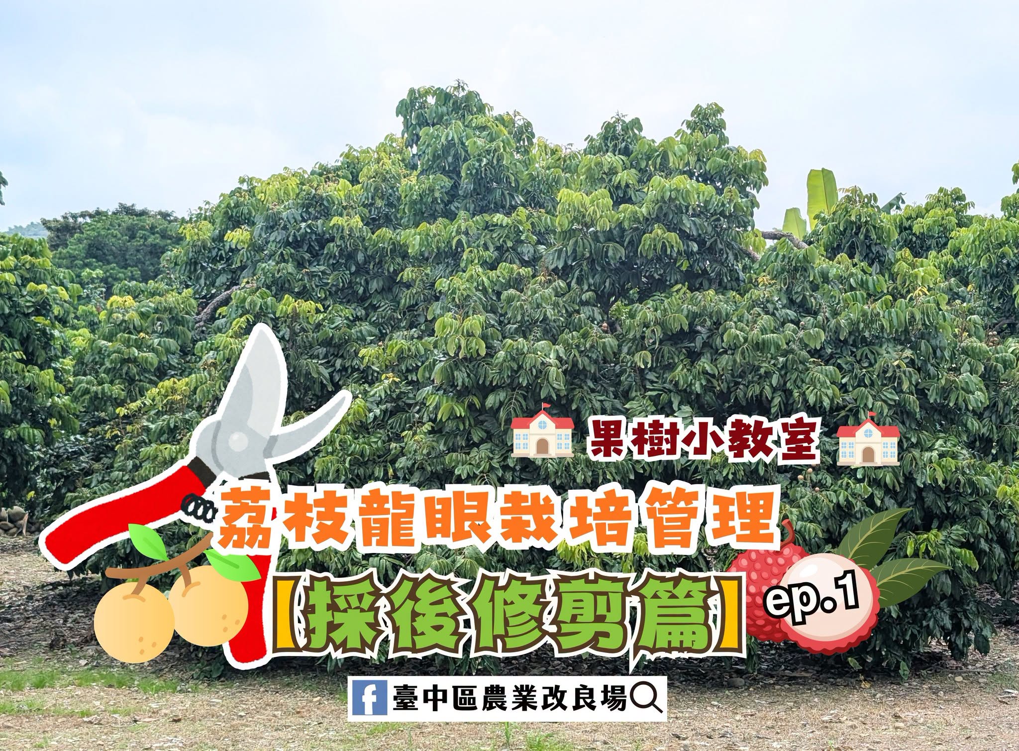 08月27日 荔枝龍眼栽培管理ep.1 【採後修剪篇】