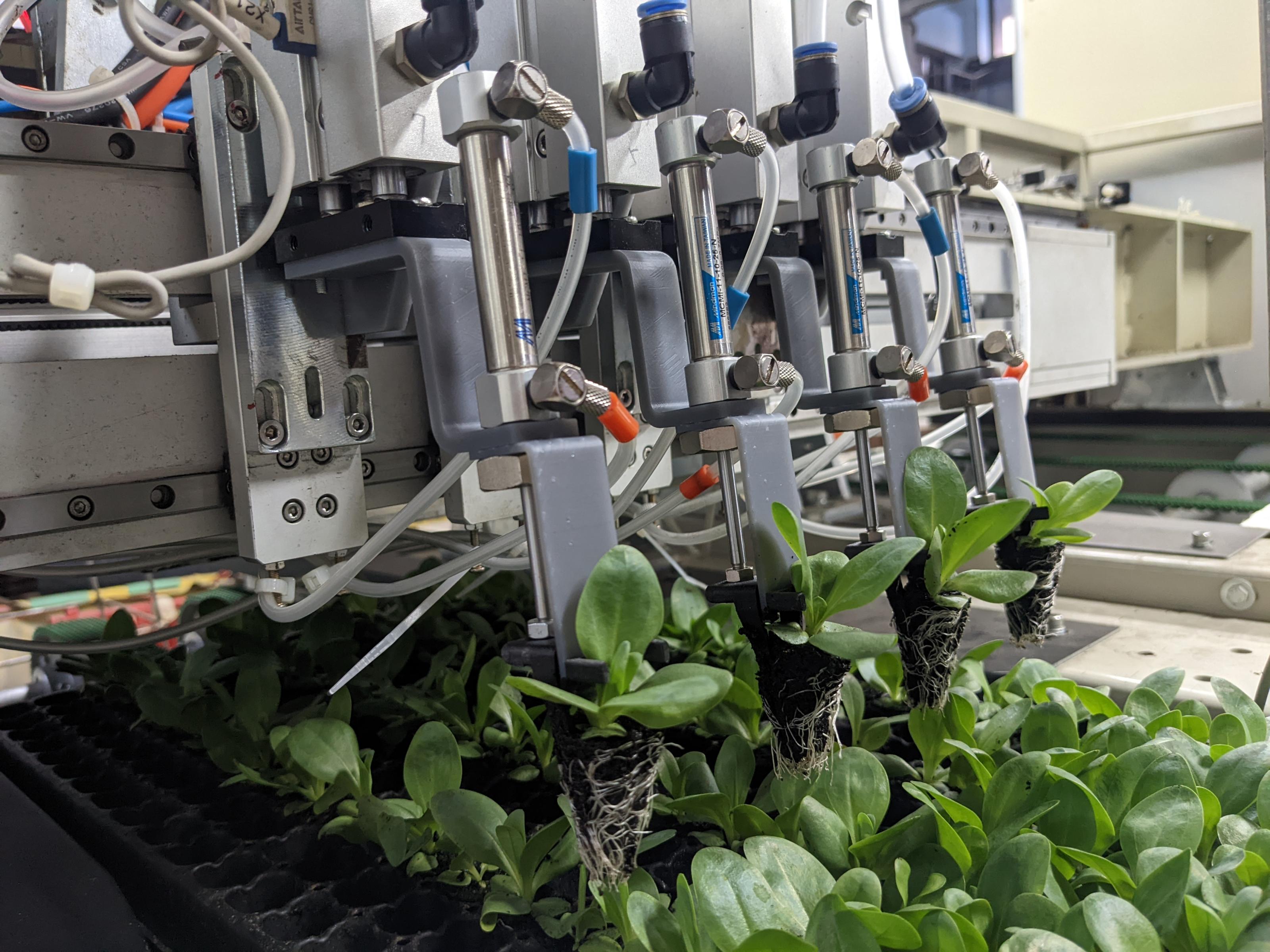 洋桔梗穴盤苗用植物移苗機(2023年)