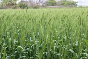 小麥'台中 34 號'