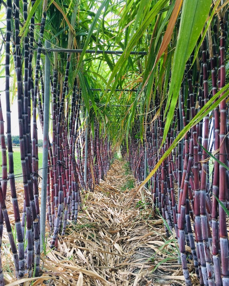 紅甘蔗'台中 1 號'