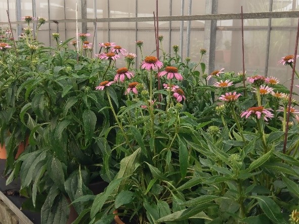 紫錐菊'台中1 號'