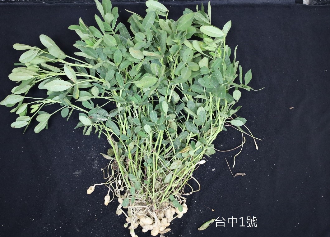落花生'台中1 號'