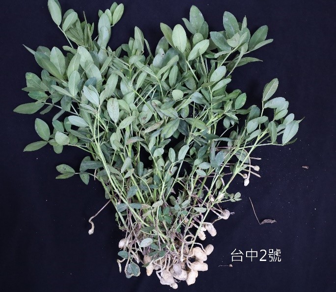 落花生'台中2 號'