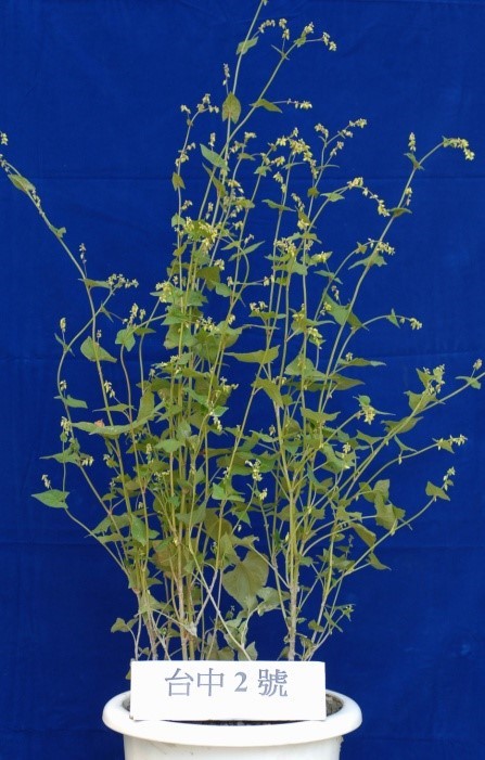 蕎麥'台中 2 號'