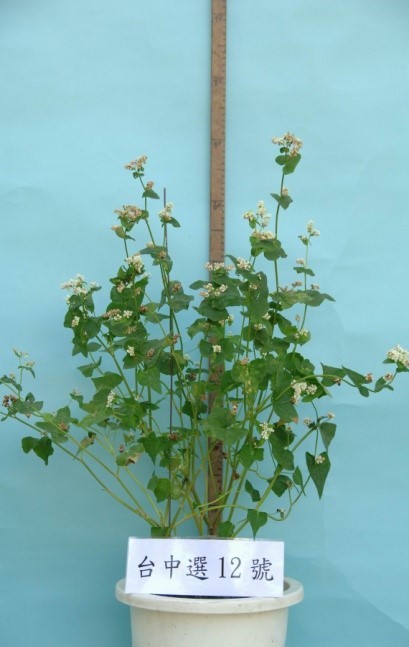 蕎麥'台中 3 號'