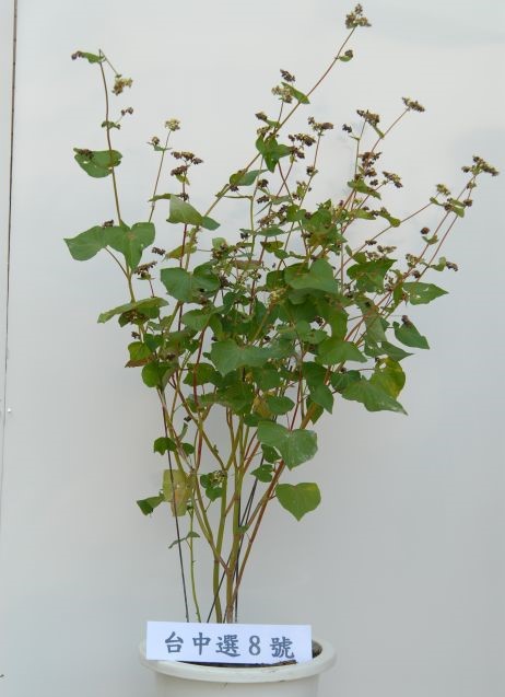 蕎麥'台中 5 號'