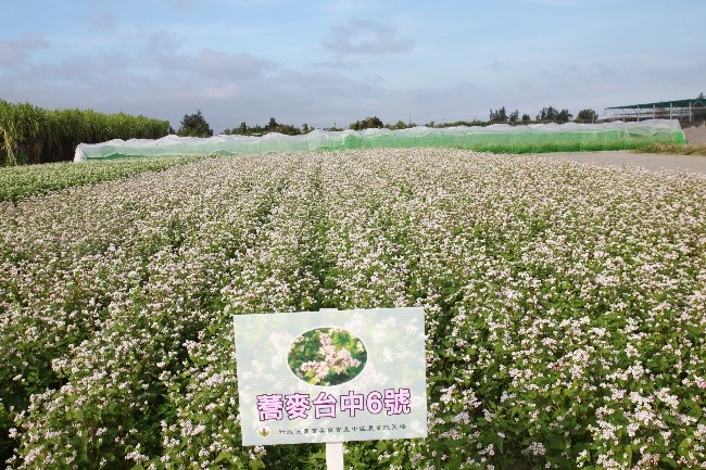 蕎麥'台中 6 號'
