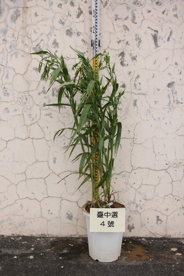 薏苡'台中 4 號'