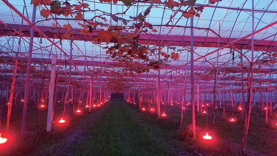 溫室葡萄結合夜間 LED 燈照技術
