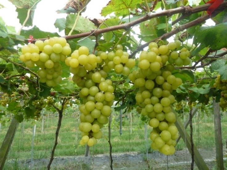 葡萄’台中5號’成熟果呈黃綠色，果粒具荔枝果香味