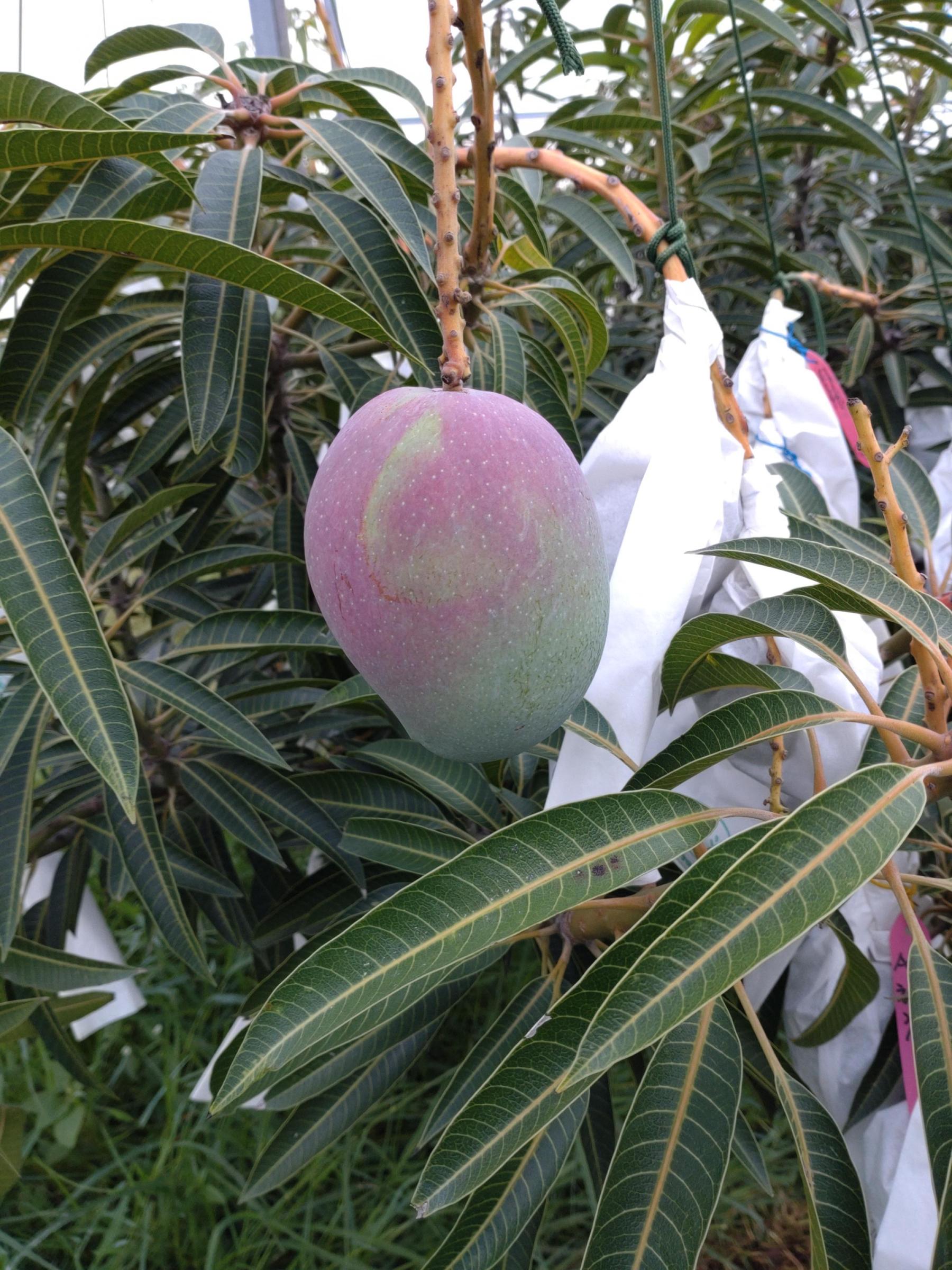 芒果台中2號