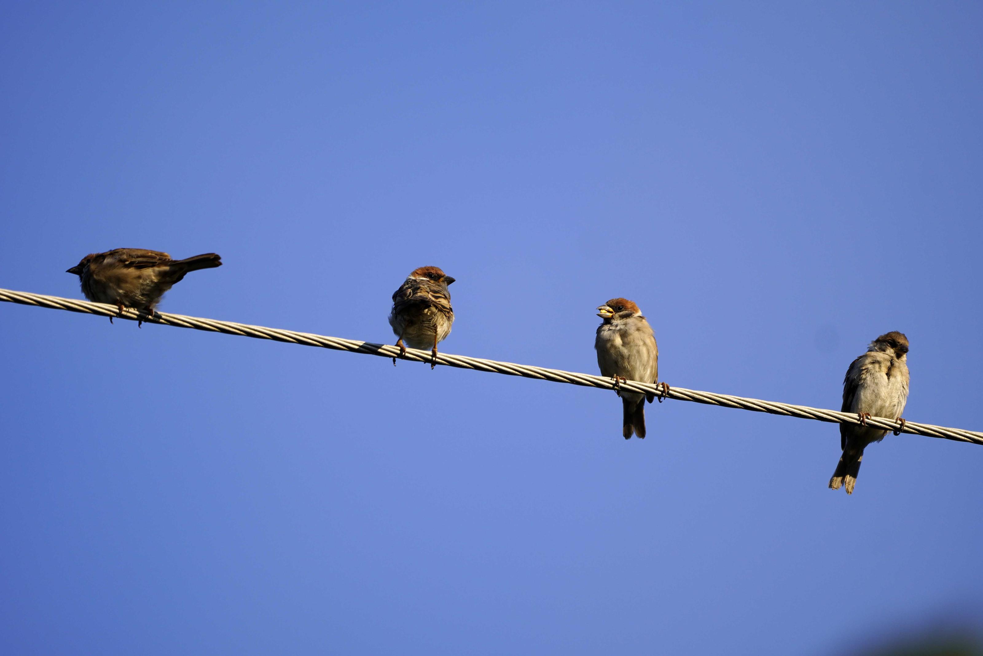 麻雀是臺灣低海拔人為環境中最常見的鳥類之一。