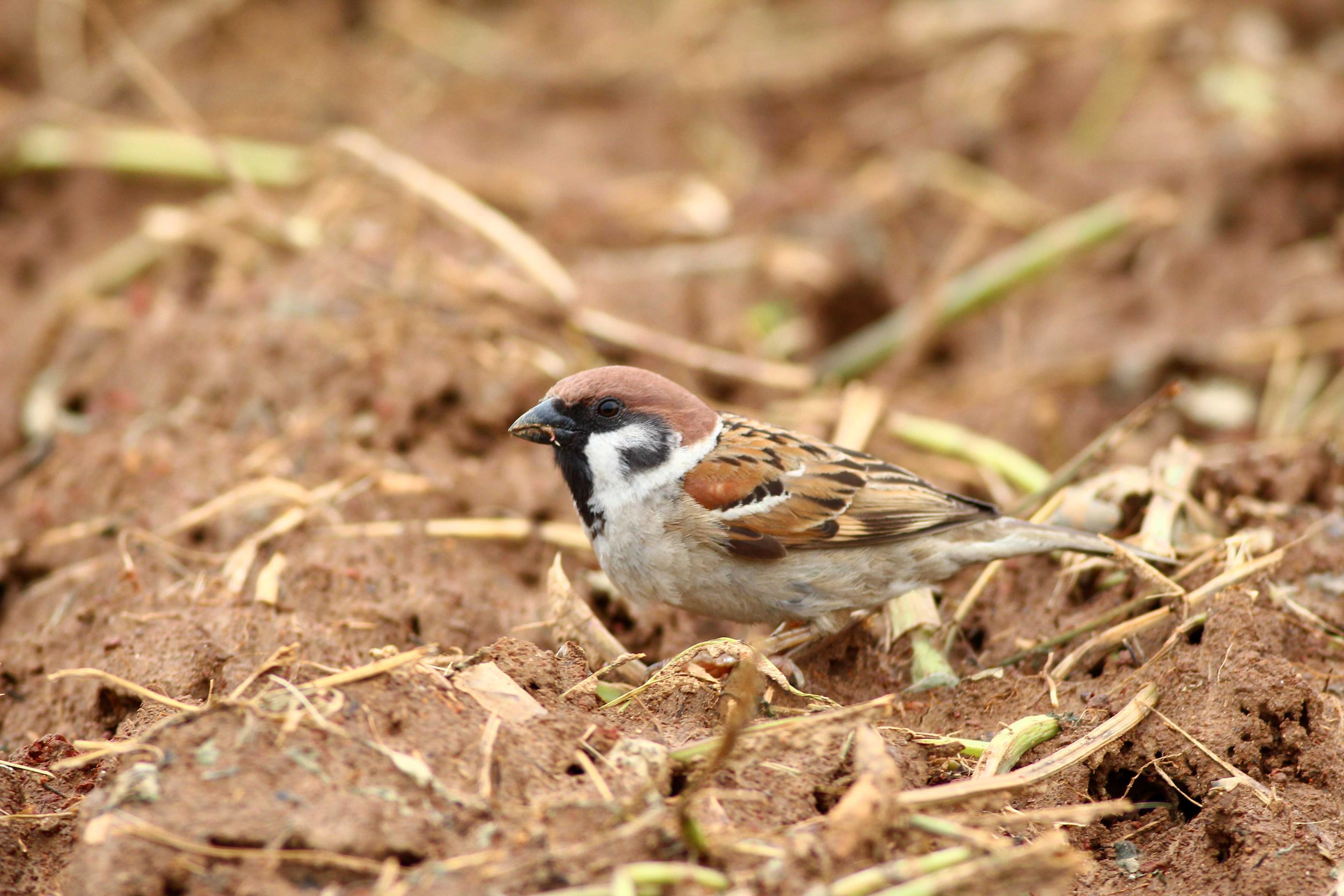 雜食的麻雀，育雛時主要以昆蟲為主。