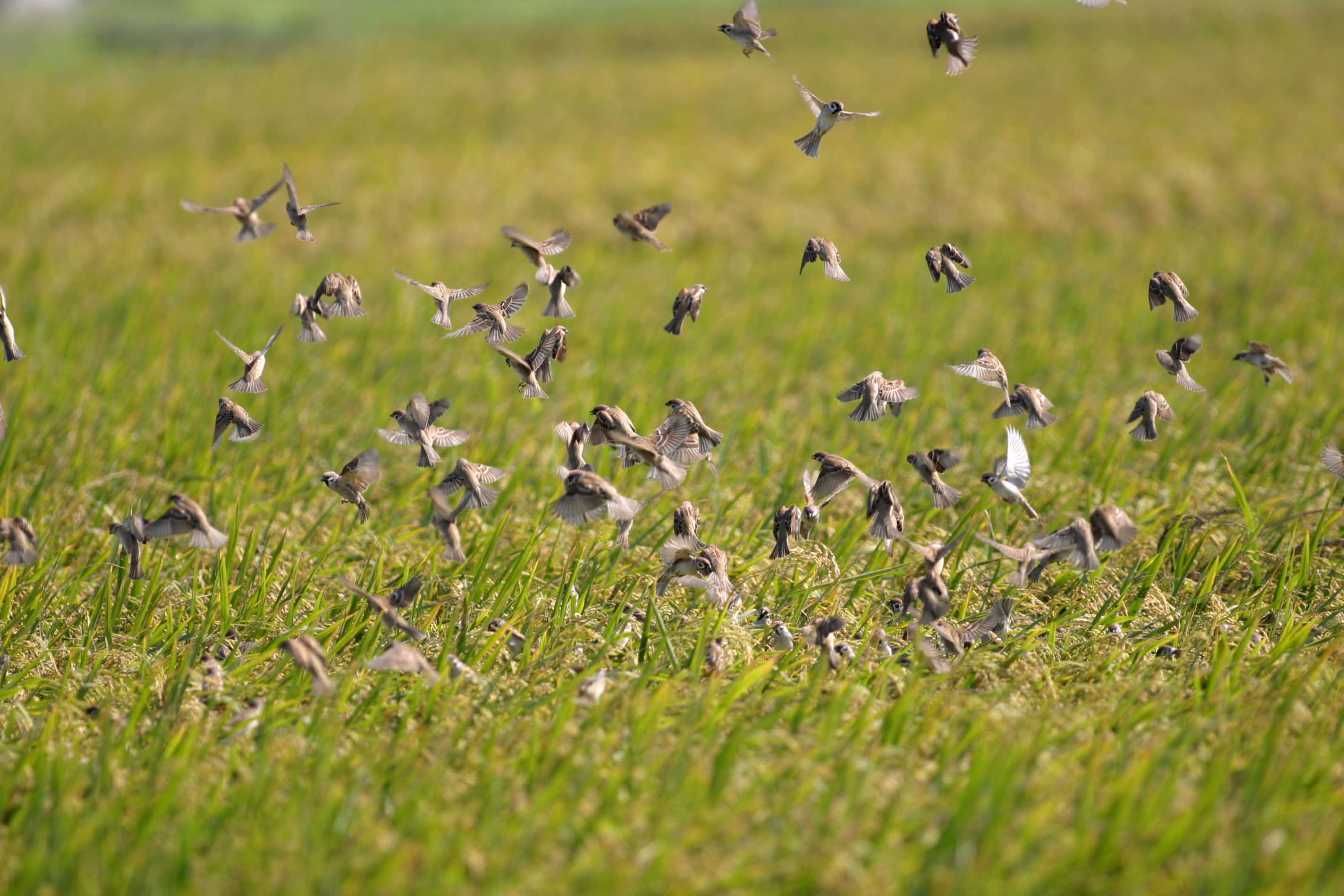 麻雀雖然會啄食稻作，但對預防蟲害有極大的貢獻。